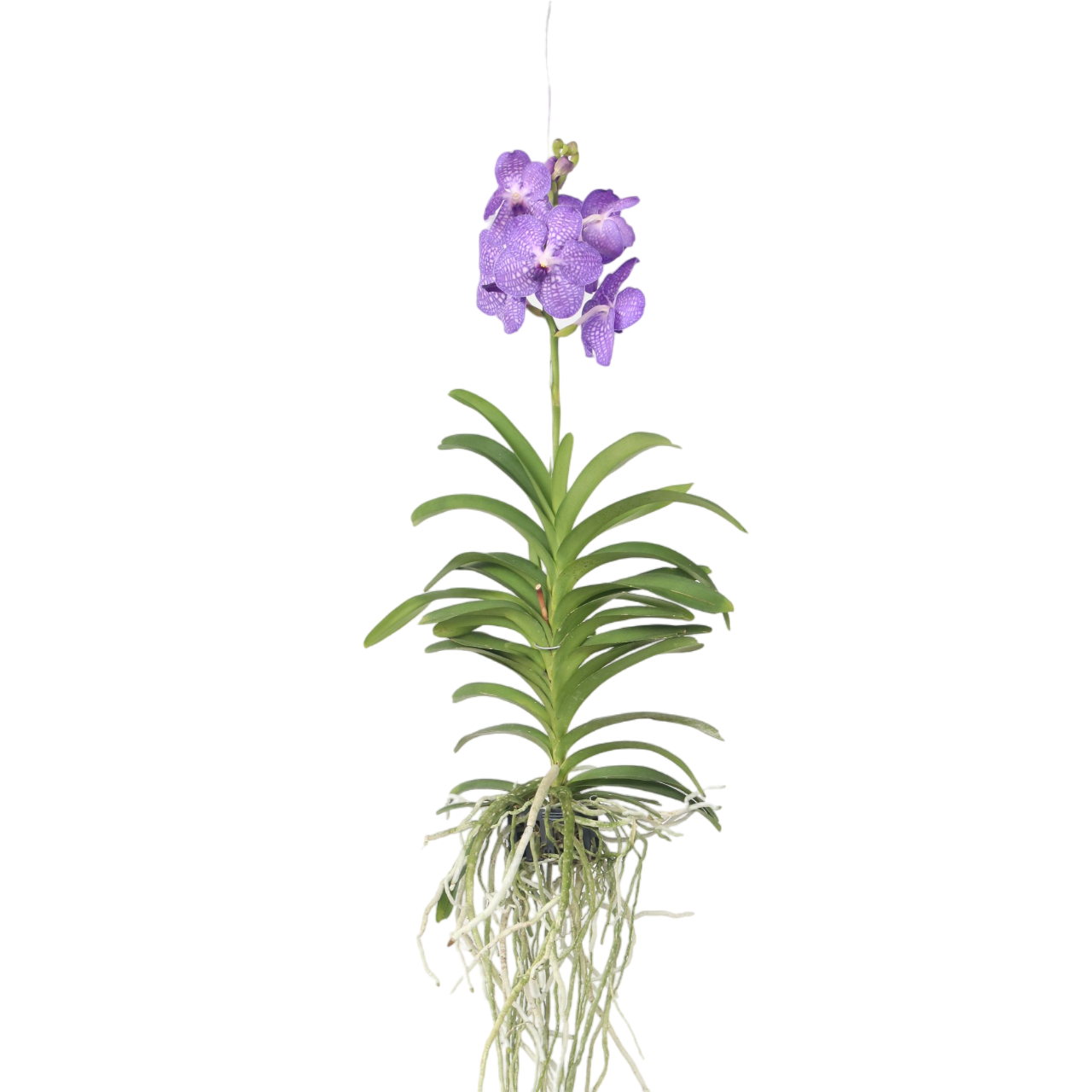 Blauwe orchidee L - Vanda'Blue'- Hoogte 55-65cm afbeelding