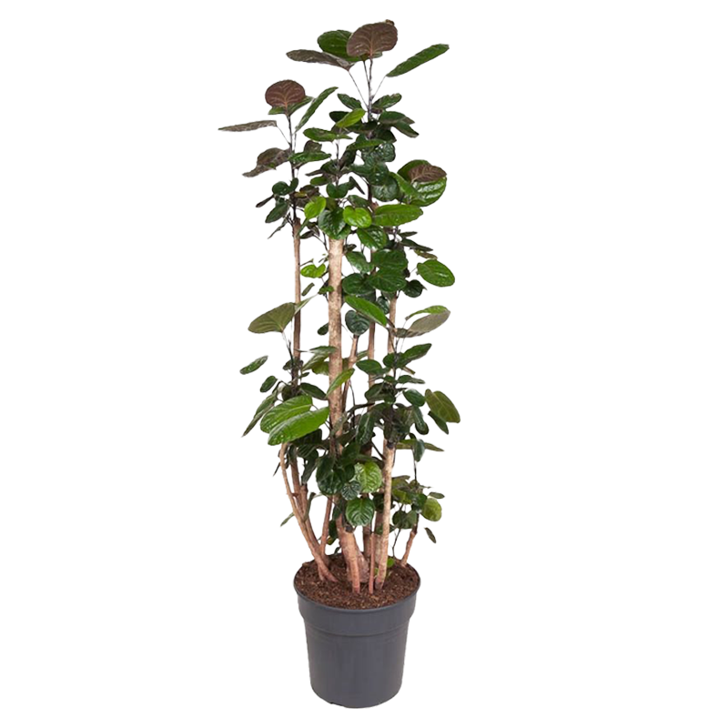 Aralia - Polyscias'Fabian'- Hoogte 140-150cm -⌀31cm afbeelding