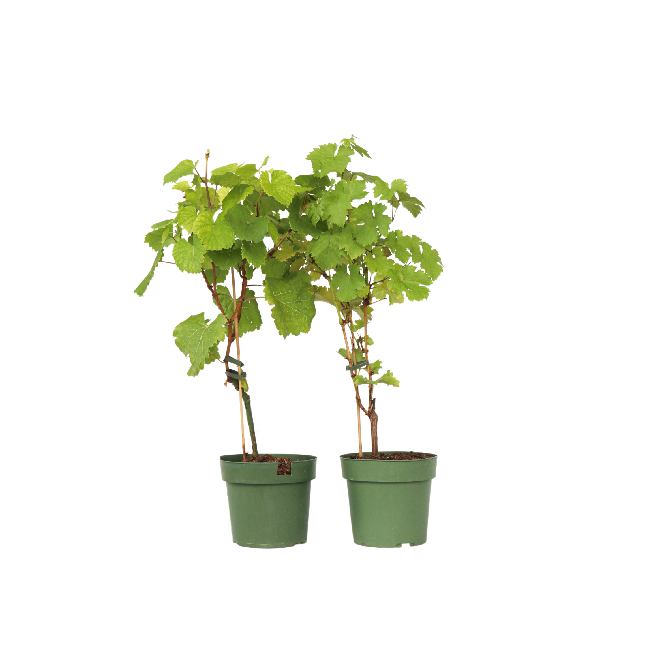 Druivenplanten - Set van 2 - Vitis Himrod, Vanessa - Hoogte 60-75cm -⌀21cm afbeelding