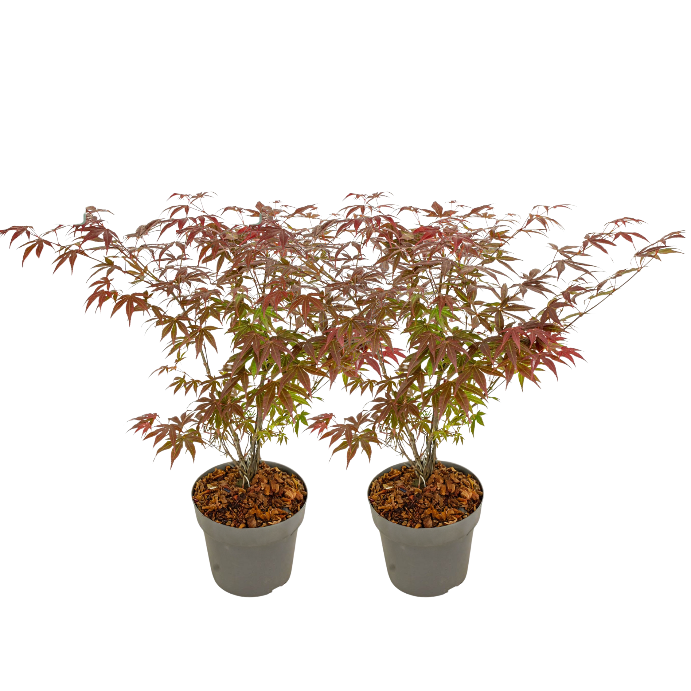 Japanse Esdoorn - Set van 2 - Acer'Atropurpureum'- Hoogte 60-70cm -⌀19cm afbeelding