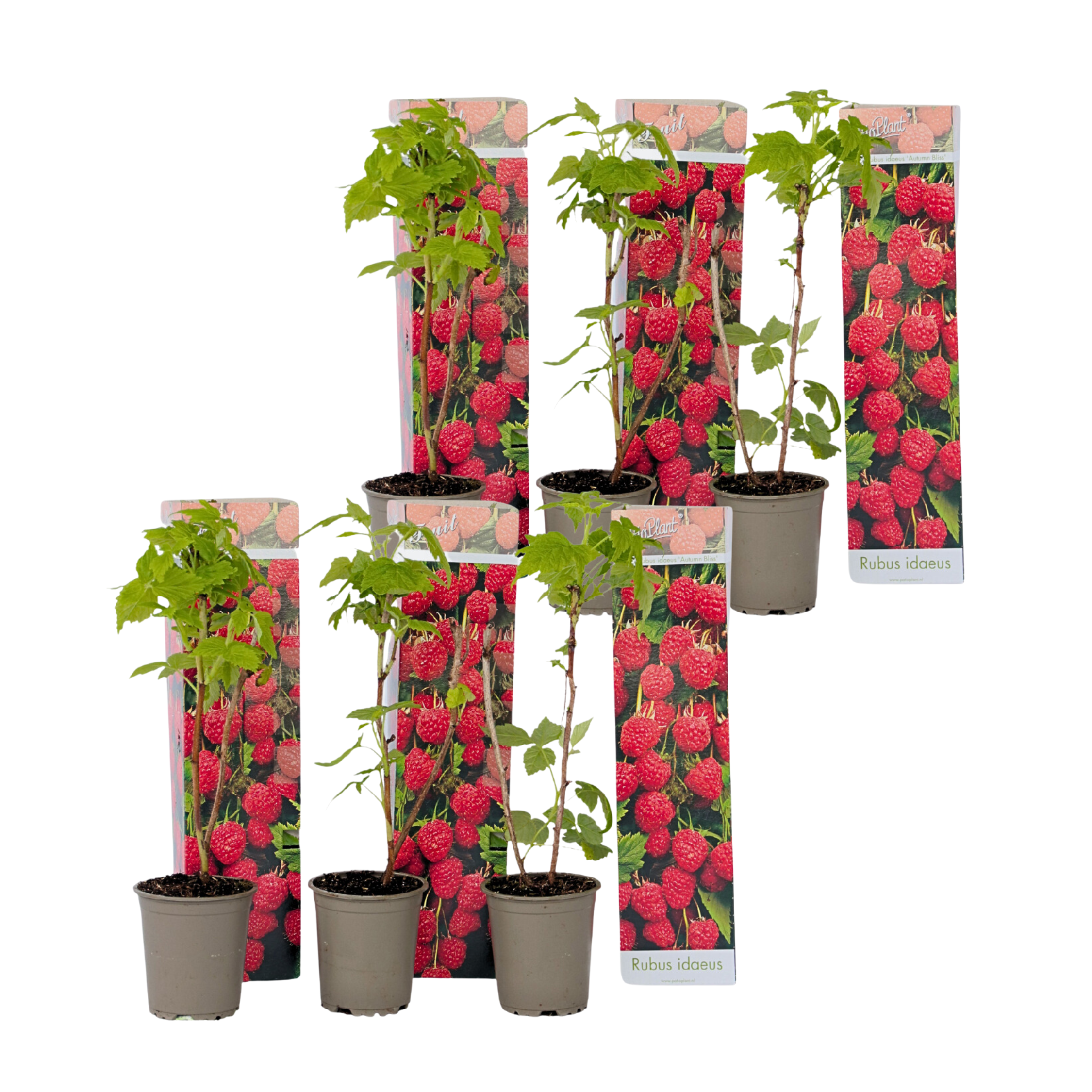 Frambozenplant - Set van 6 - Rubus ideaus'Autumn Bliss'- Hoogte 25-40cm -⌀9cm afbeelding