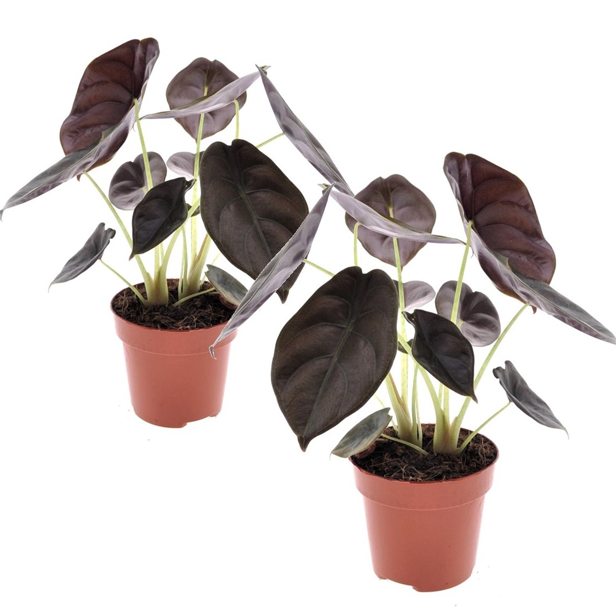 Olifantsoor - Set van 2 - Alocasia cuprea'Red Secret'- Hoogte 25-35cm -⌀12cm afbeelding
