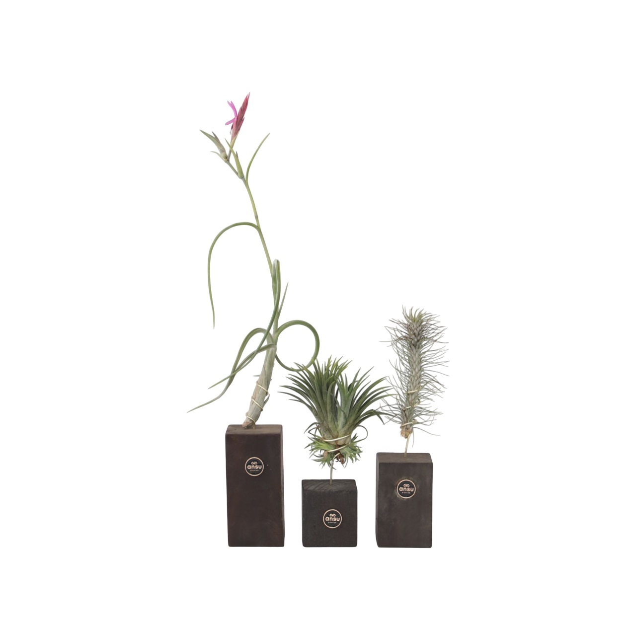 Luchtplantjes - Set van 3 - Tillandsia'Burnt Wood Trio'- Hoogte 30-35cm afbeelding