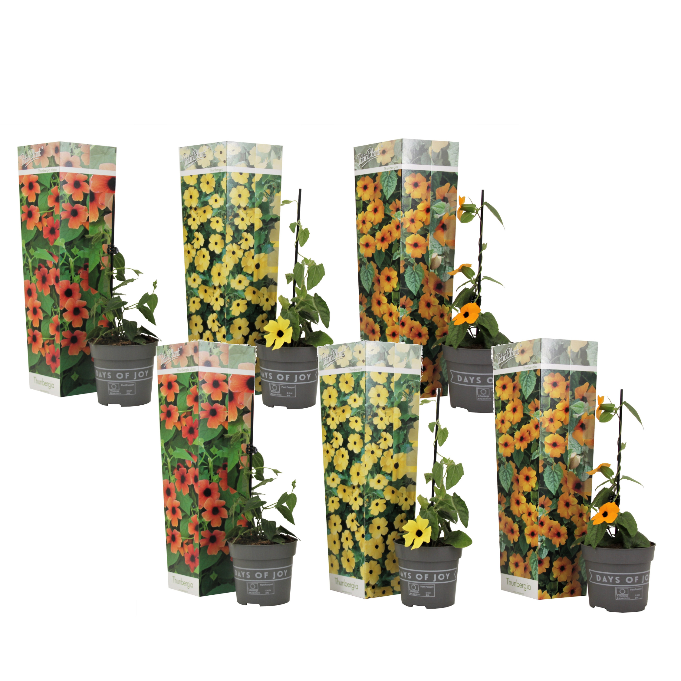 Tropische klimplant - Set van 6 - Thunbergia alata - Hoogte 25-40cm -⌀9cm afbeelding