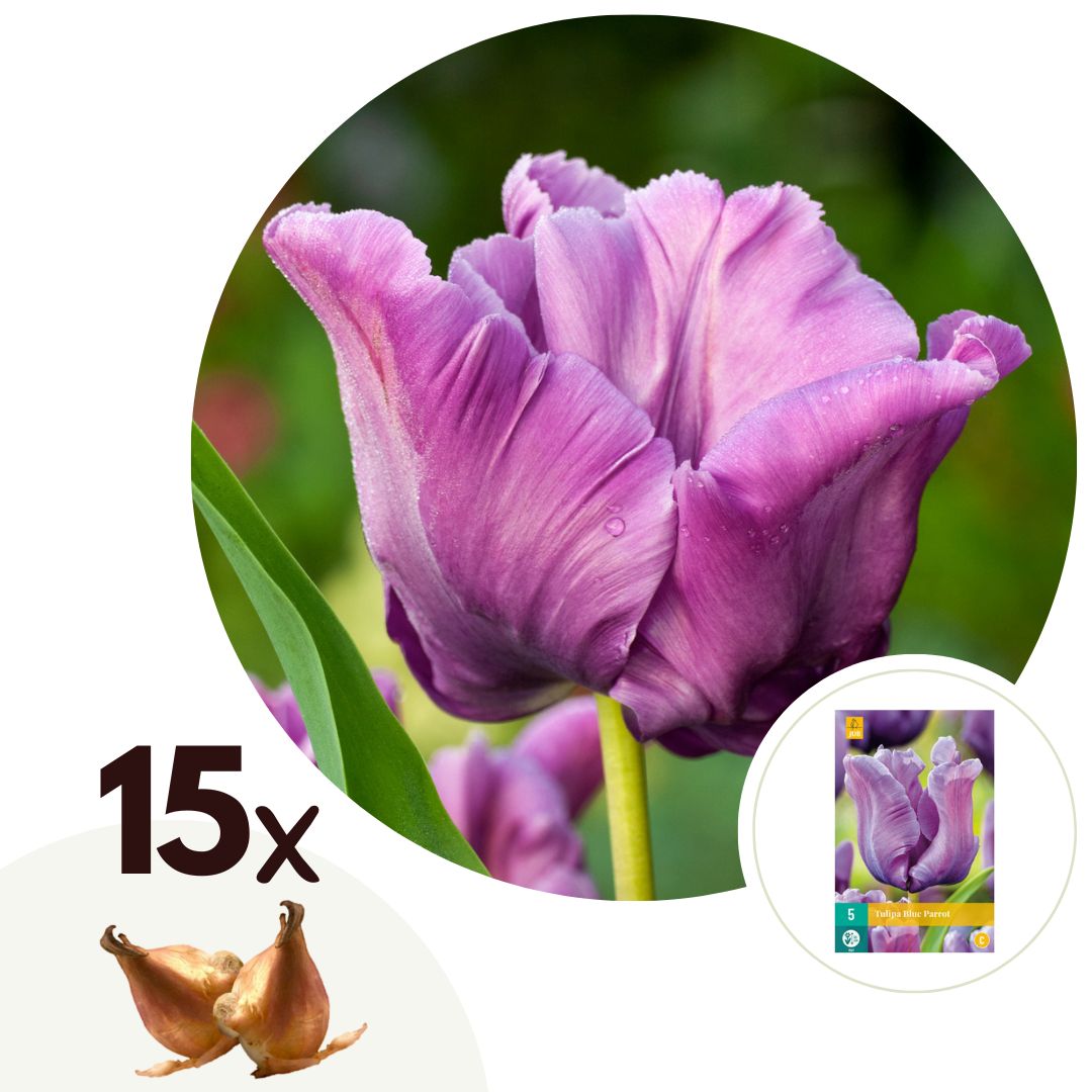Tulpenbollen - Set van 15 - Tulipa'Blue Parrot'- Bloembollen - Blauw afbeelding
