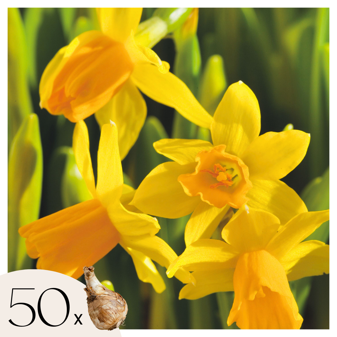 Narcissen - Set van 50 - Narcissus'Tête-à-Tête'- Bloembollen - Geel afbeelding