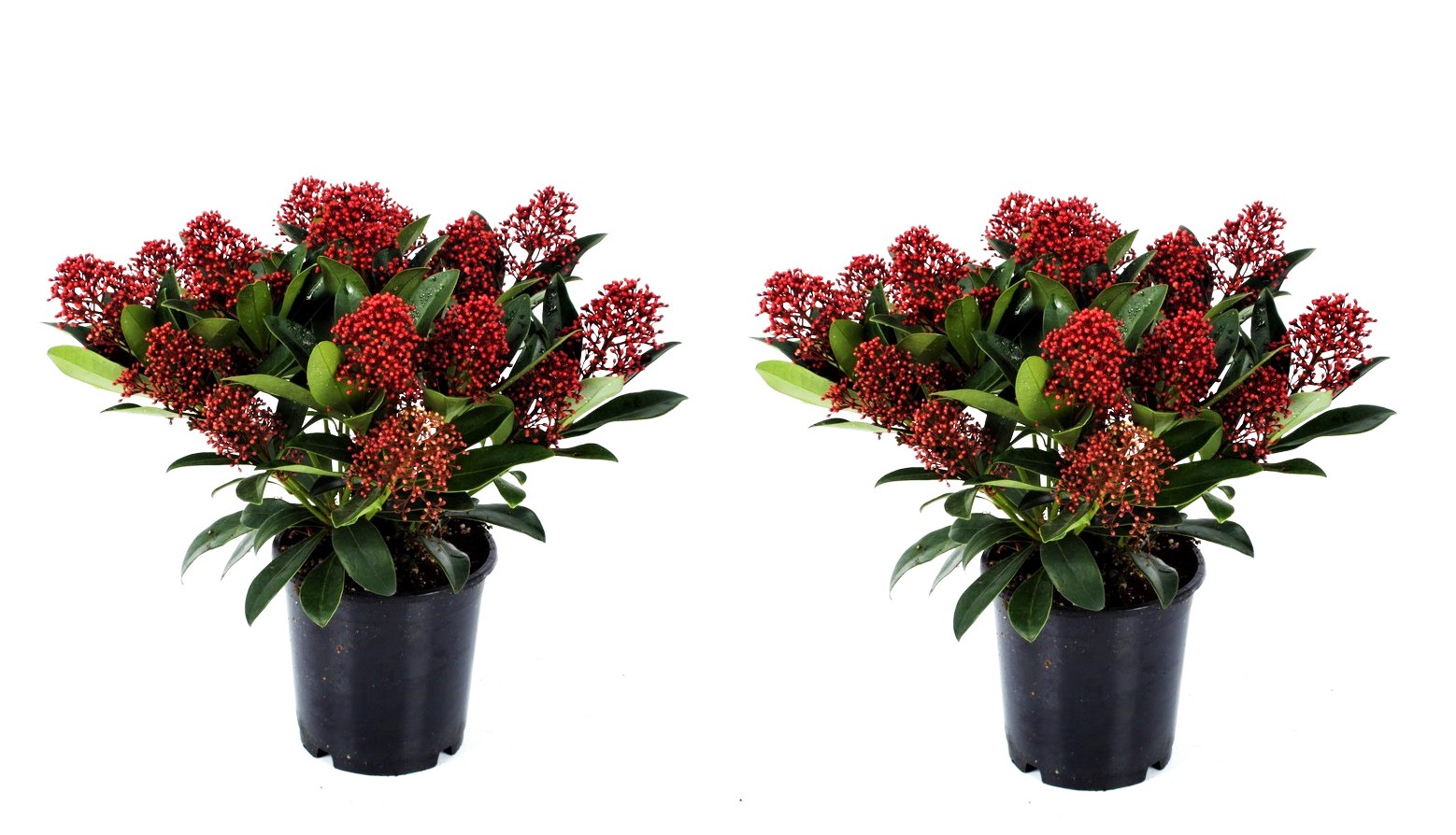 Skimmia - Set van 2 - Skimmia japonica'Rubella'- Hoogte 35-45cm -⌀15cm afbeelding
