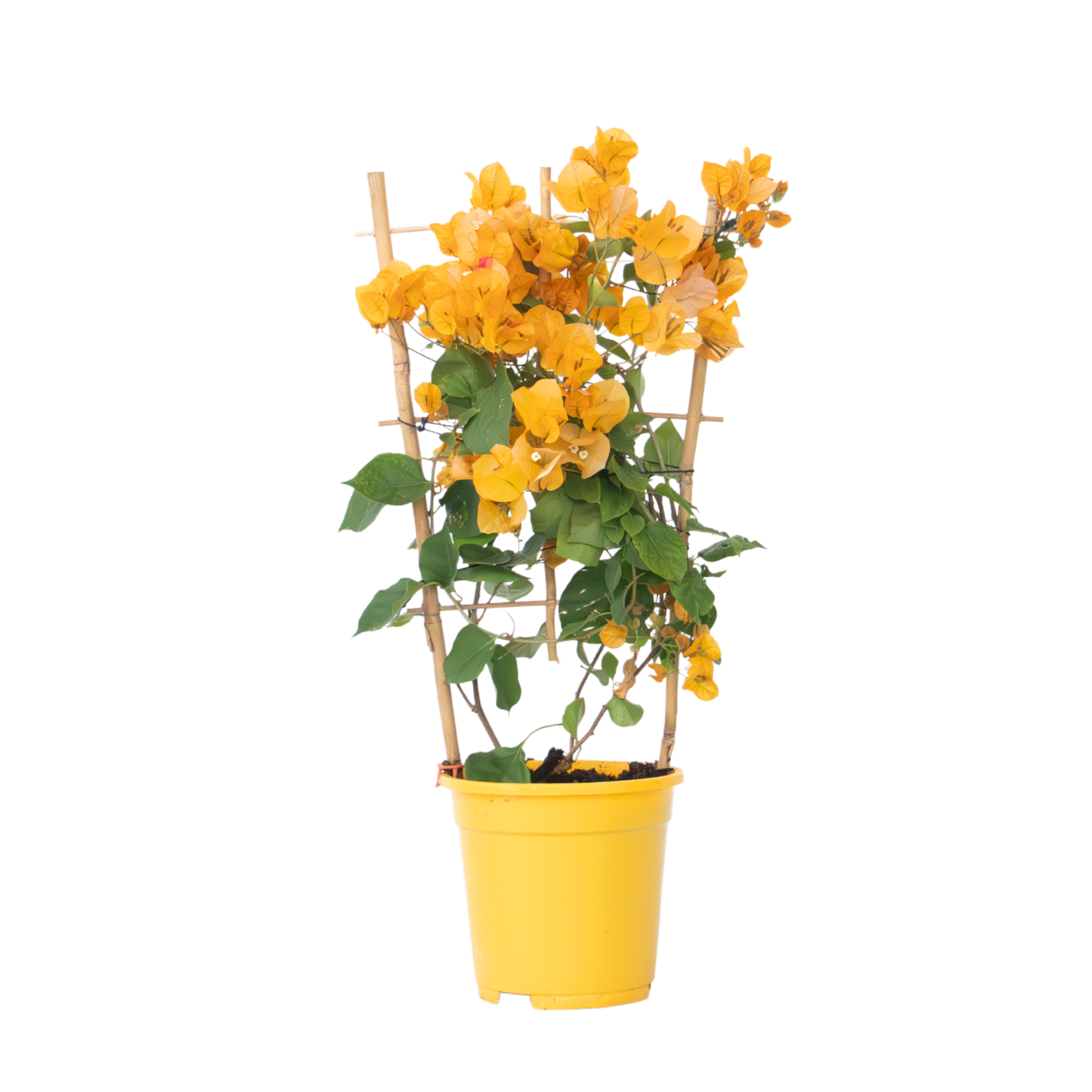 Gele bougainville - Bougainvillea'Dania'- Hoogte 50-60cm -⌀17cm afbeelding