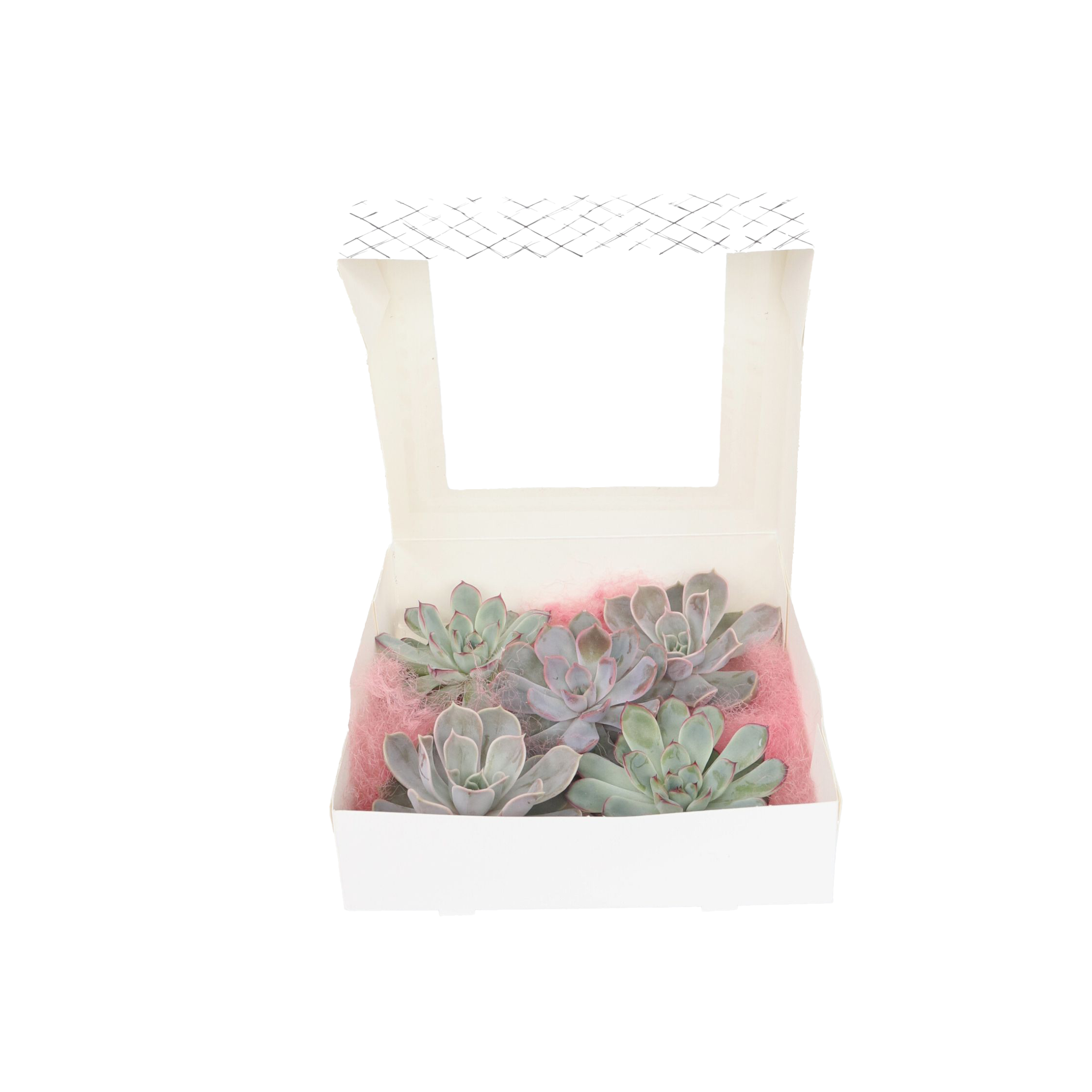 Echeveria - Set van 5 - Echeveria lilacina - Hoogte 7cm afbeelding
