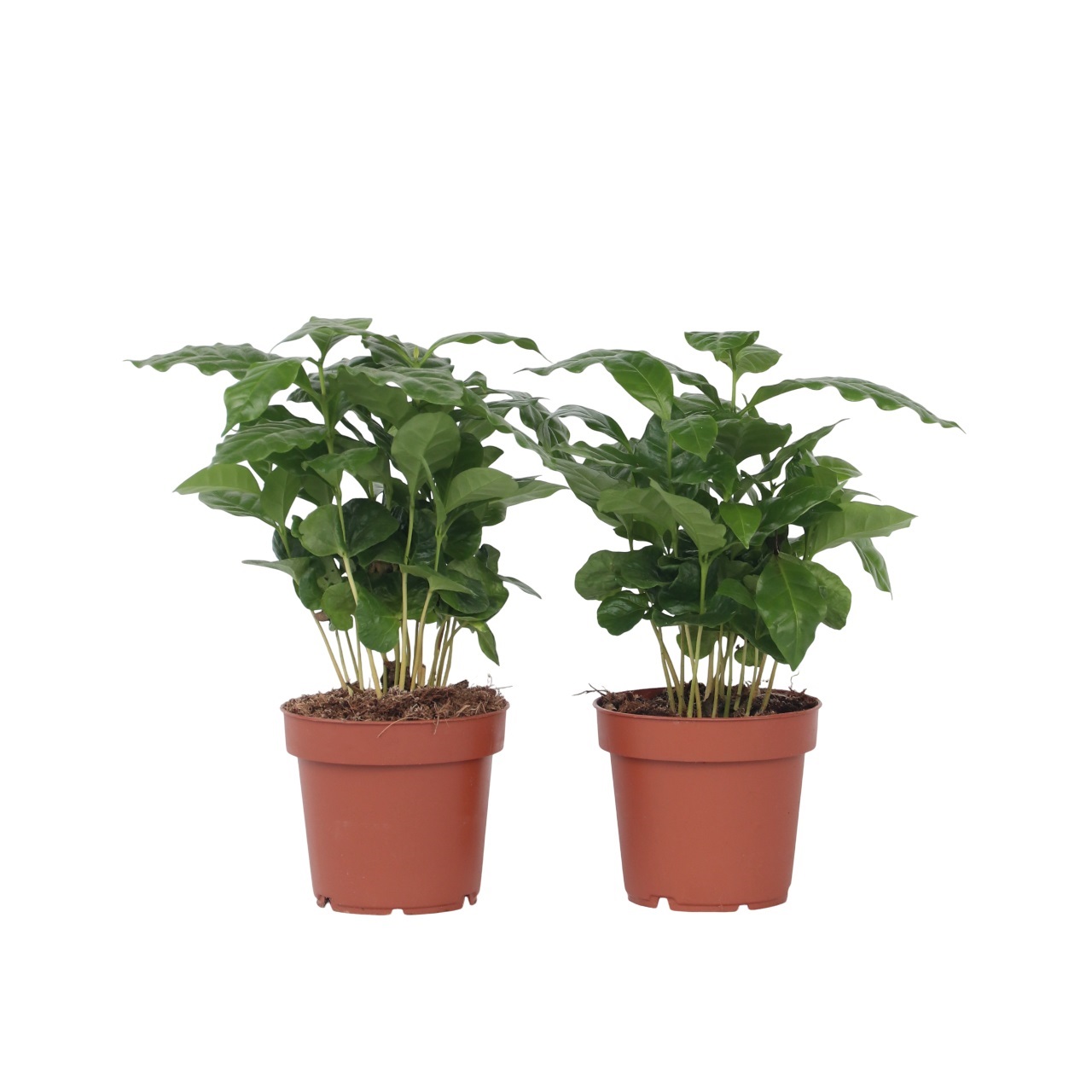 Koffieplant - Set van 2 - Coffea arabica - Hoogte 25-40cm -⌀12cm afbeelding