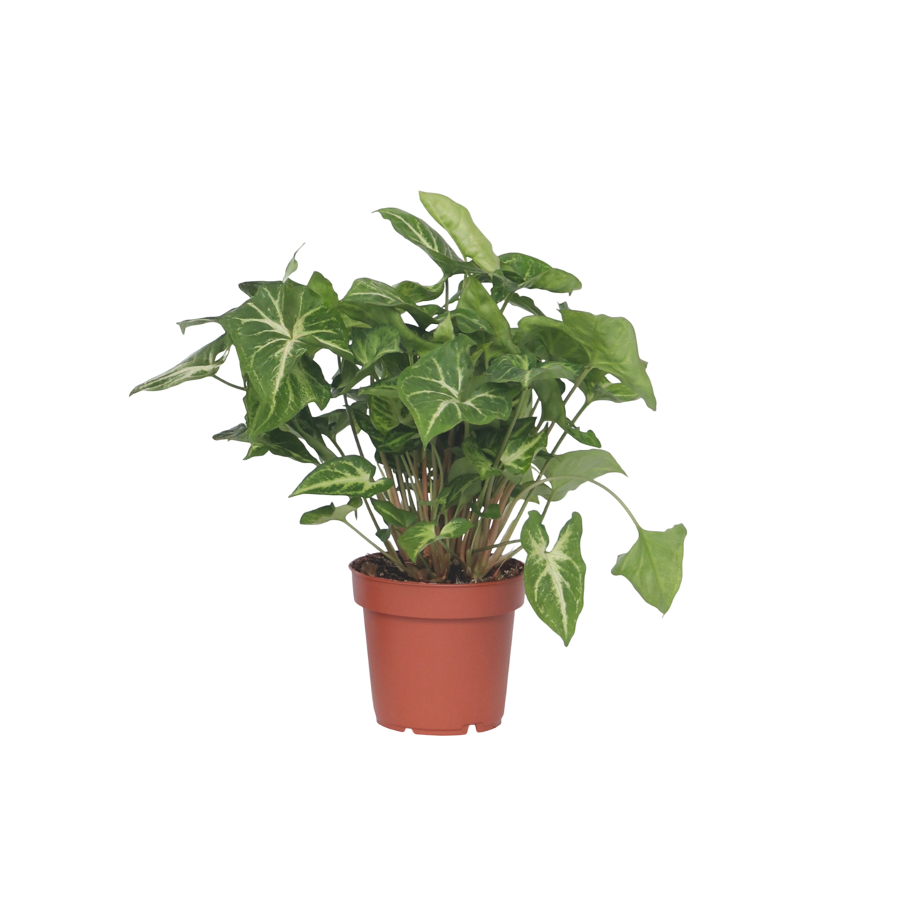 Pijlplant - Set van 2 - Syngonium podophyllum'Pixie'- Hoogte 25-40cm -⌀12cm afbeelding