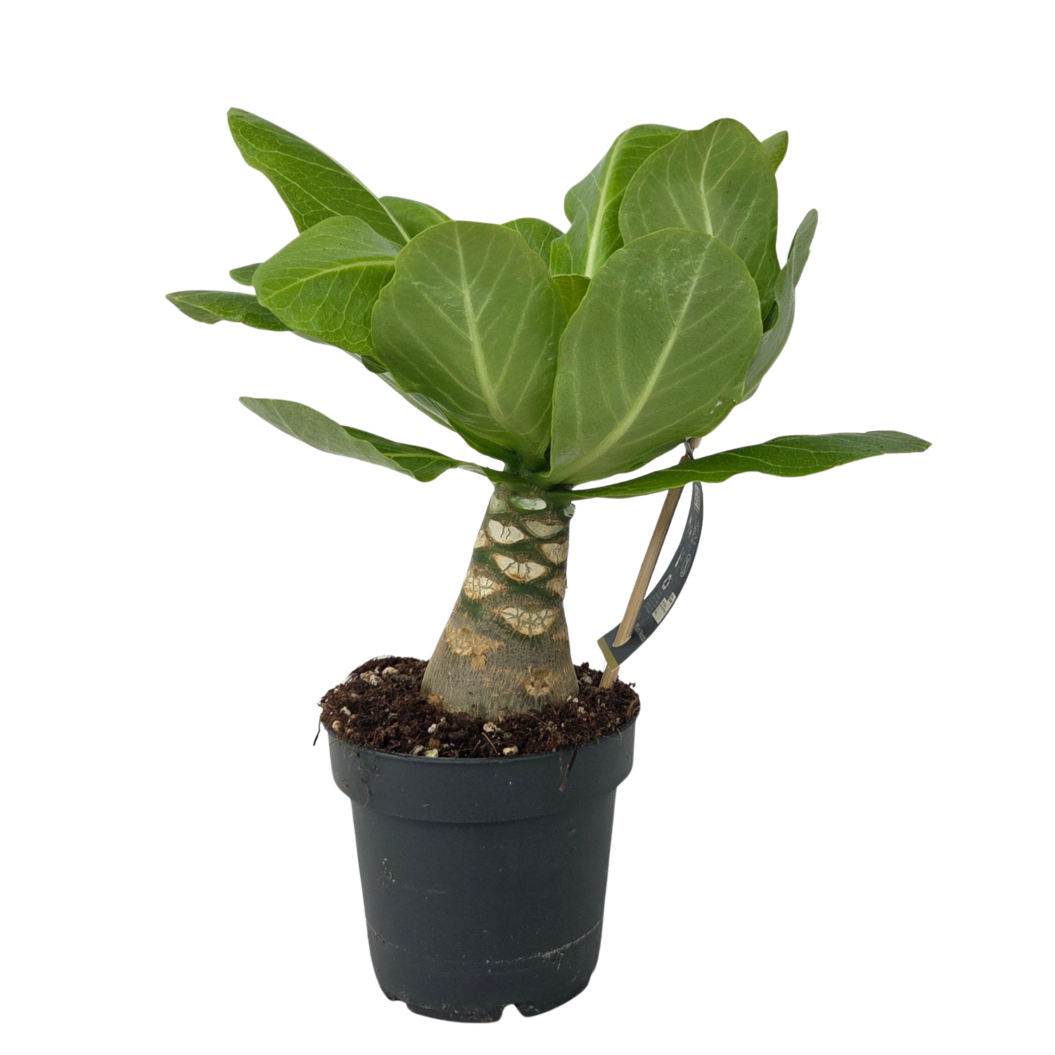 Havajská palma - Brighamia insignis - Výška 25-35cm - Květináč 12cm