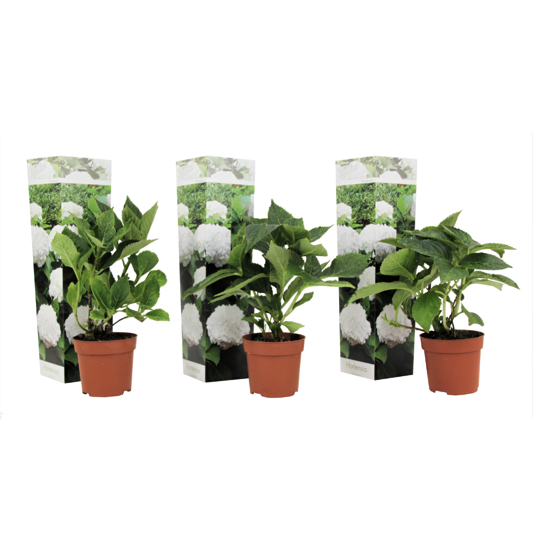 Bolhortensia - Set van 3 - Hydrangea macrophylla'Wudu'- Hoogte 25-40cm -⌀9cm afbeelding