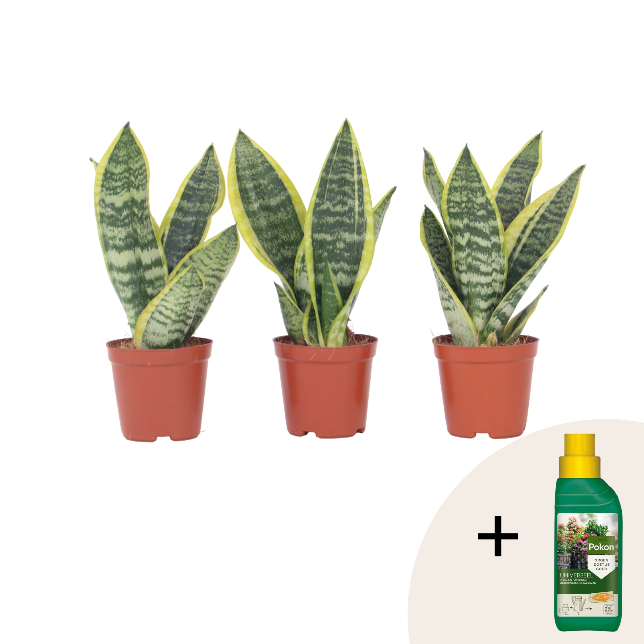 Vrouwentong - Set van 3 - Sansevieria'Futura Superba'- Hoogte 35-40cm -⌀12cm afbeelding