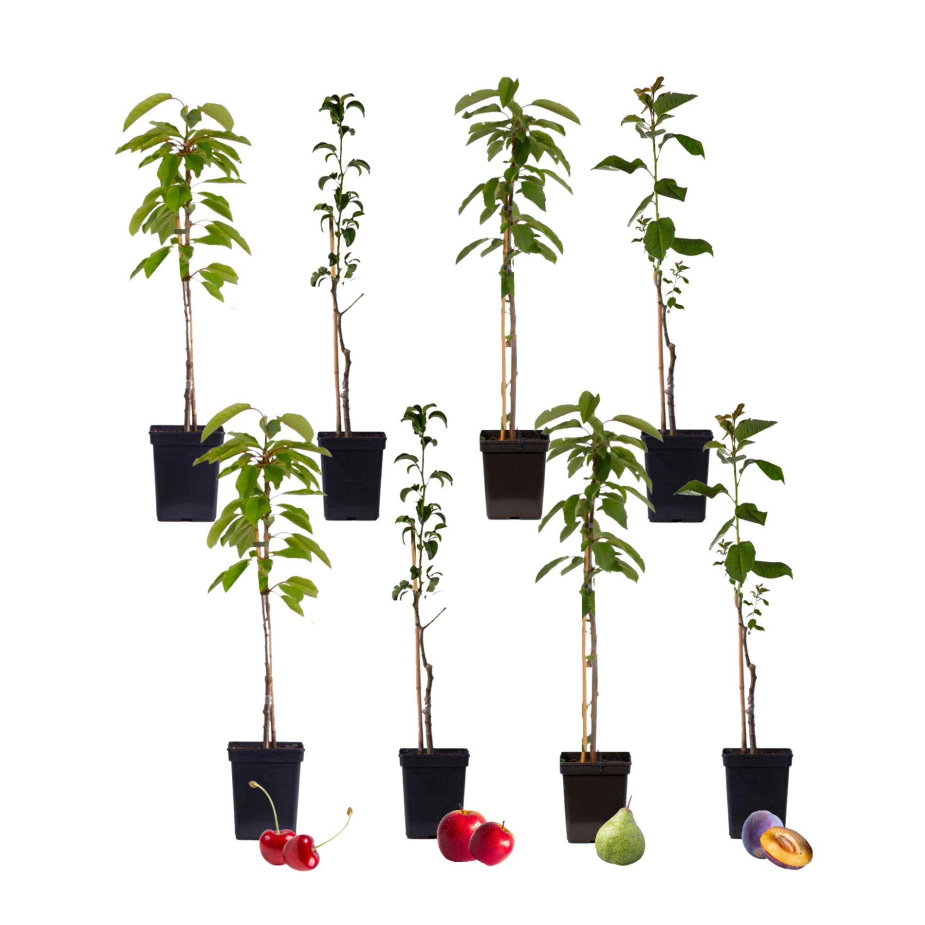 Mix fruitzuilen - Set van 8 - Malus, Pryus, Prunus - Hoogte 60-70cm -⌀9cm afbeelding