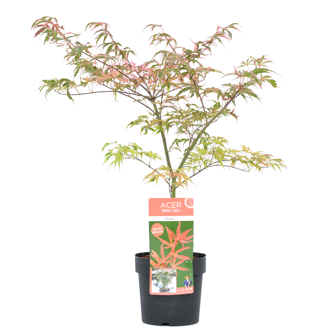 Japanse Esdoorn - Acer palmatum'Shirazz'- Hoogte 50-60cm -⌀19cm afbeelding