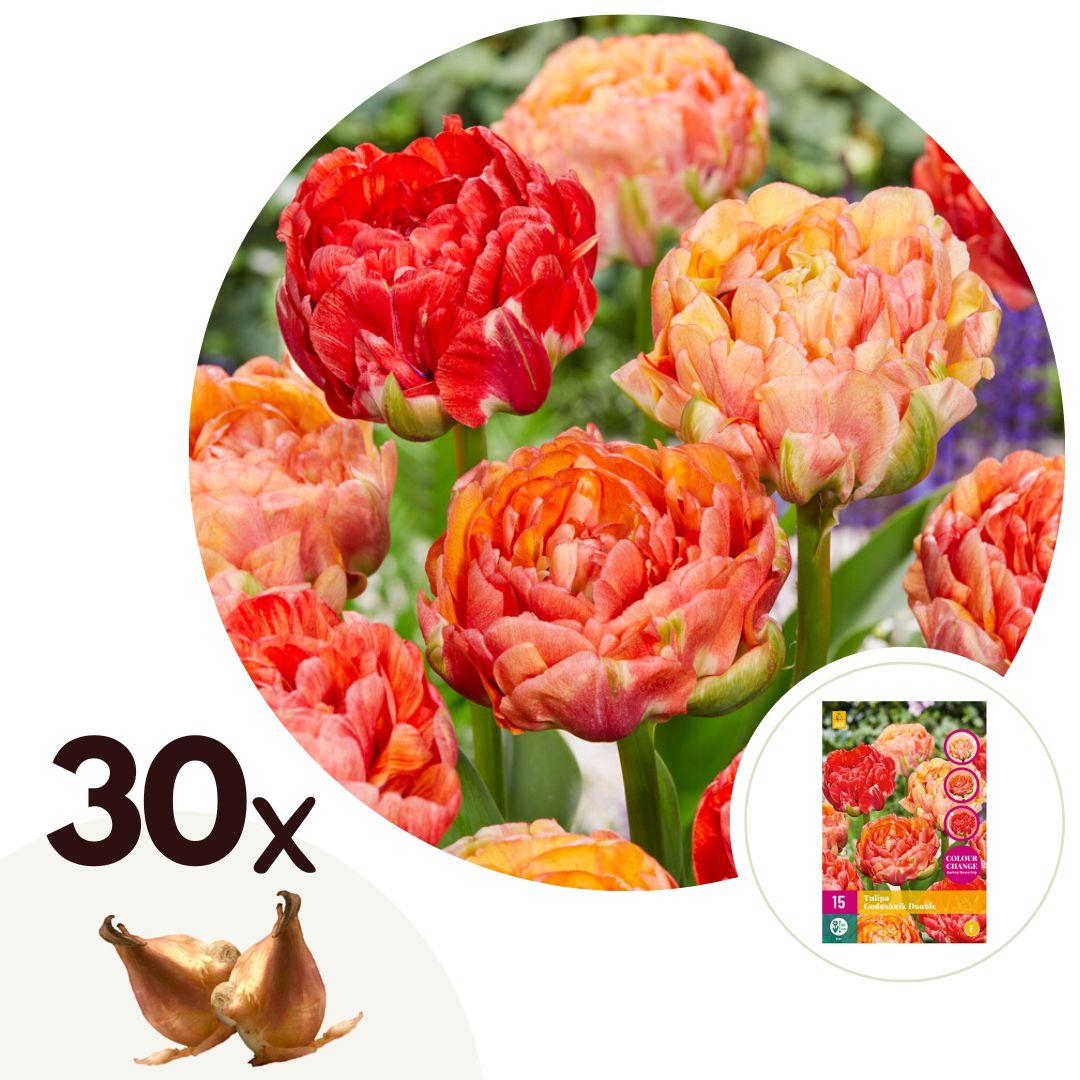 Tulpenbollen - Set van 30 - Tulipa'Gudoshnik Double'- Bloembollen - Wit afbeelding