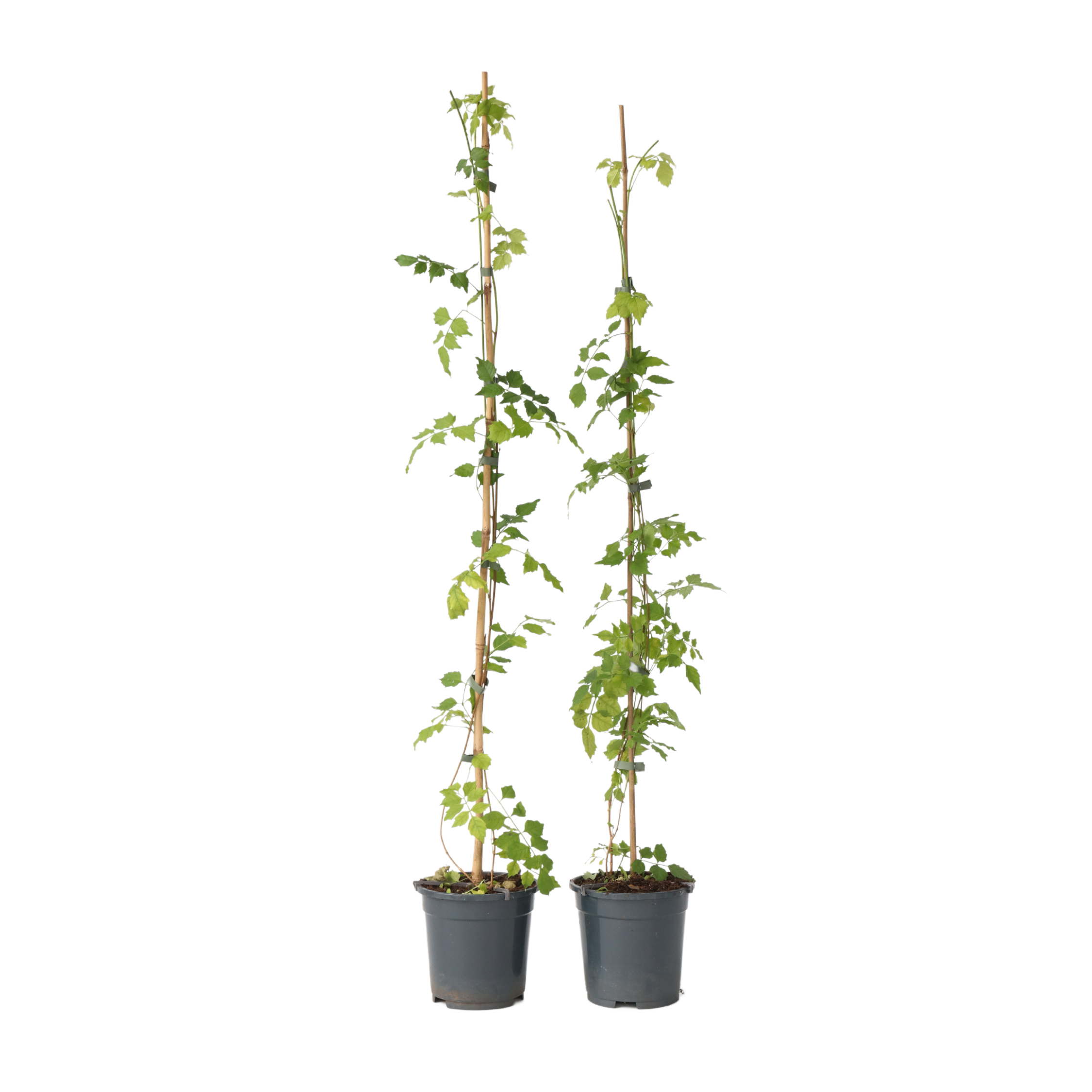 Trompetbloem - Set van 2 - Campsis radicans - Hoogte 110-120cm -⌀17cm afbeelding