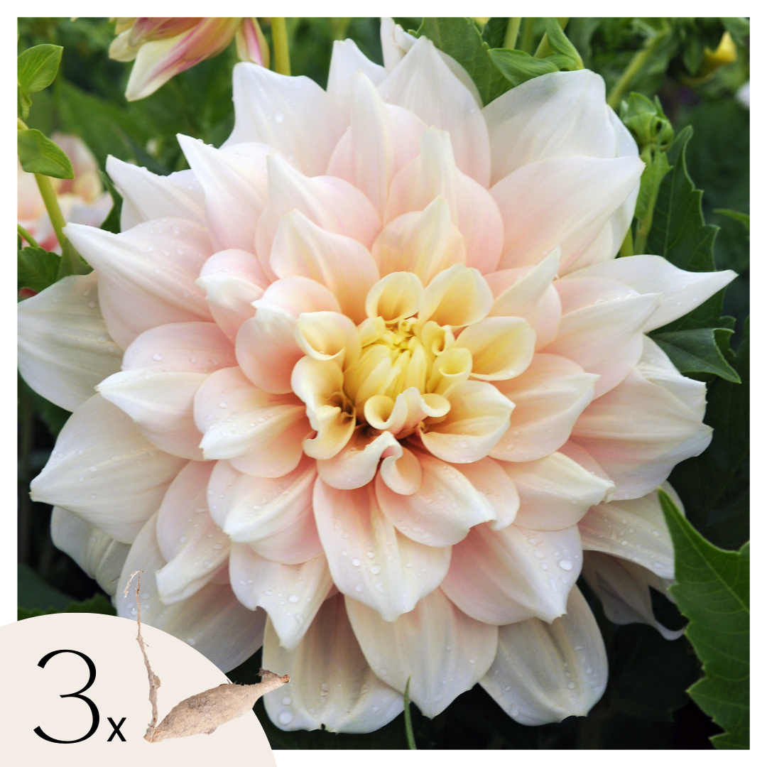 Dahliaknollen - Set van 3 - Dahlia'Break Out'- Roze afbeelding