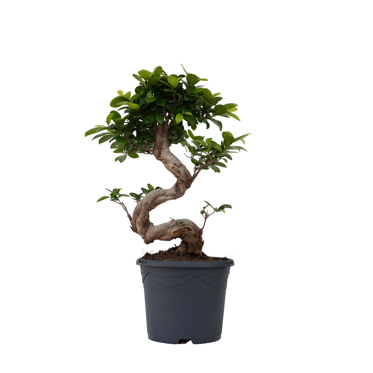Chinese vijg - Ficus microcarpa'ginseng'- Hoogte 55-65cm -⌀20cm afbeelding
