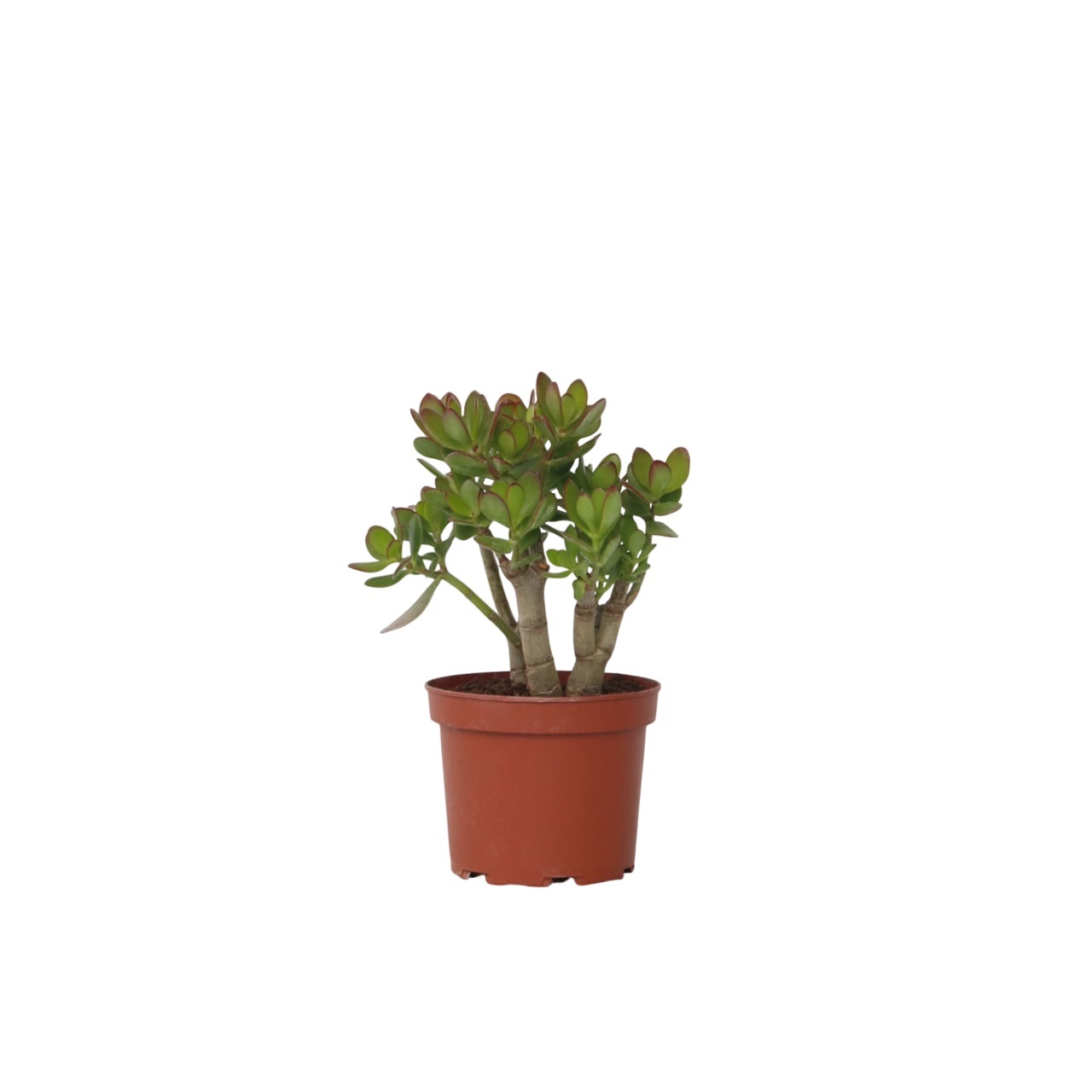Jadeplant - Crassula ovata'Minor'- Hoogte 30-35cm -⌀17cm afbeelding