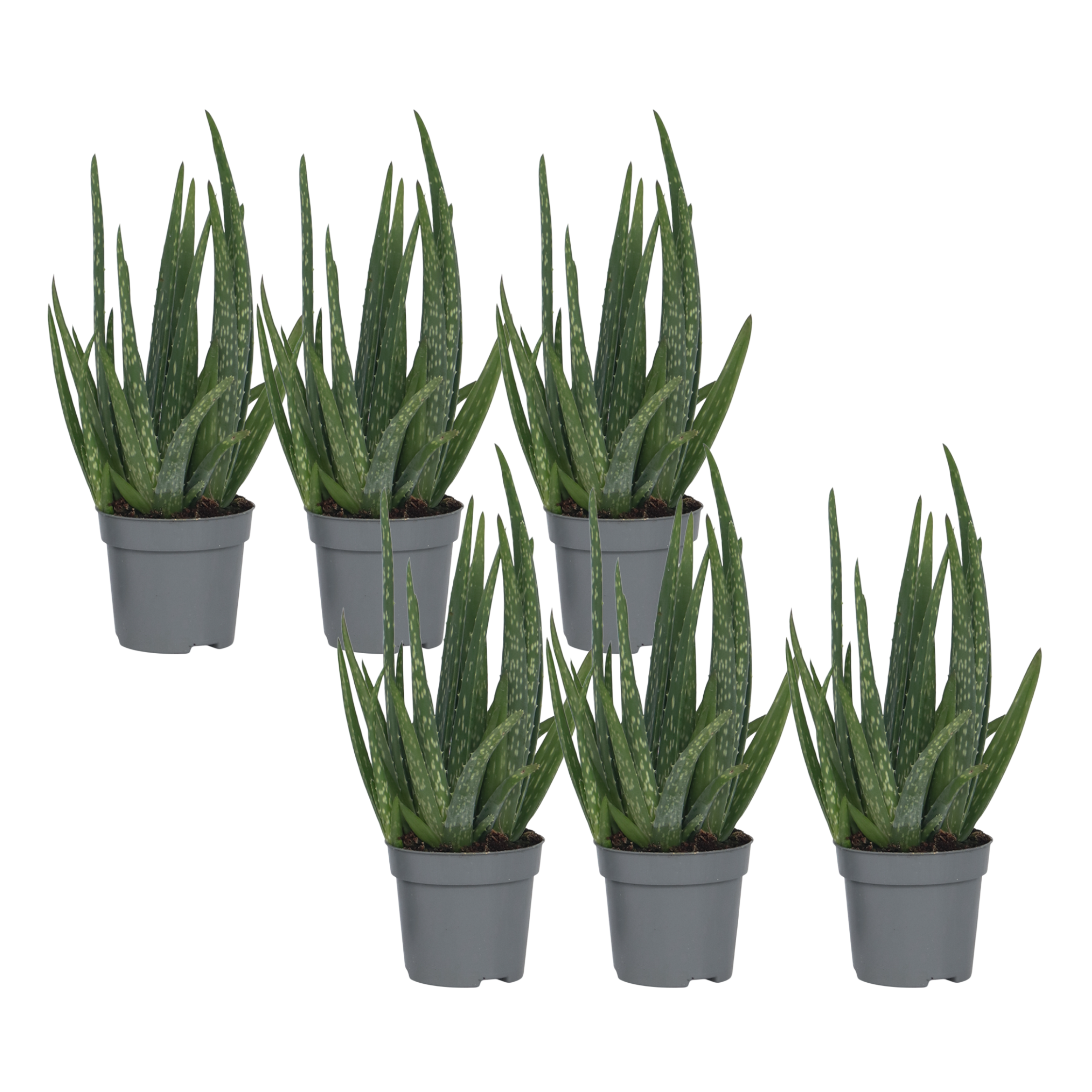 Aloë vera - Set van 6 - Aloe barbadensis - Hoogte 25-40cm - ⌀10,5cm afbeelding
