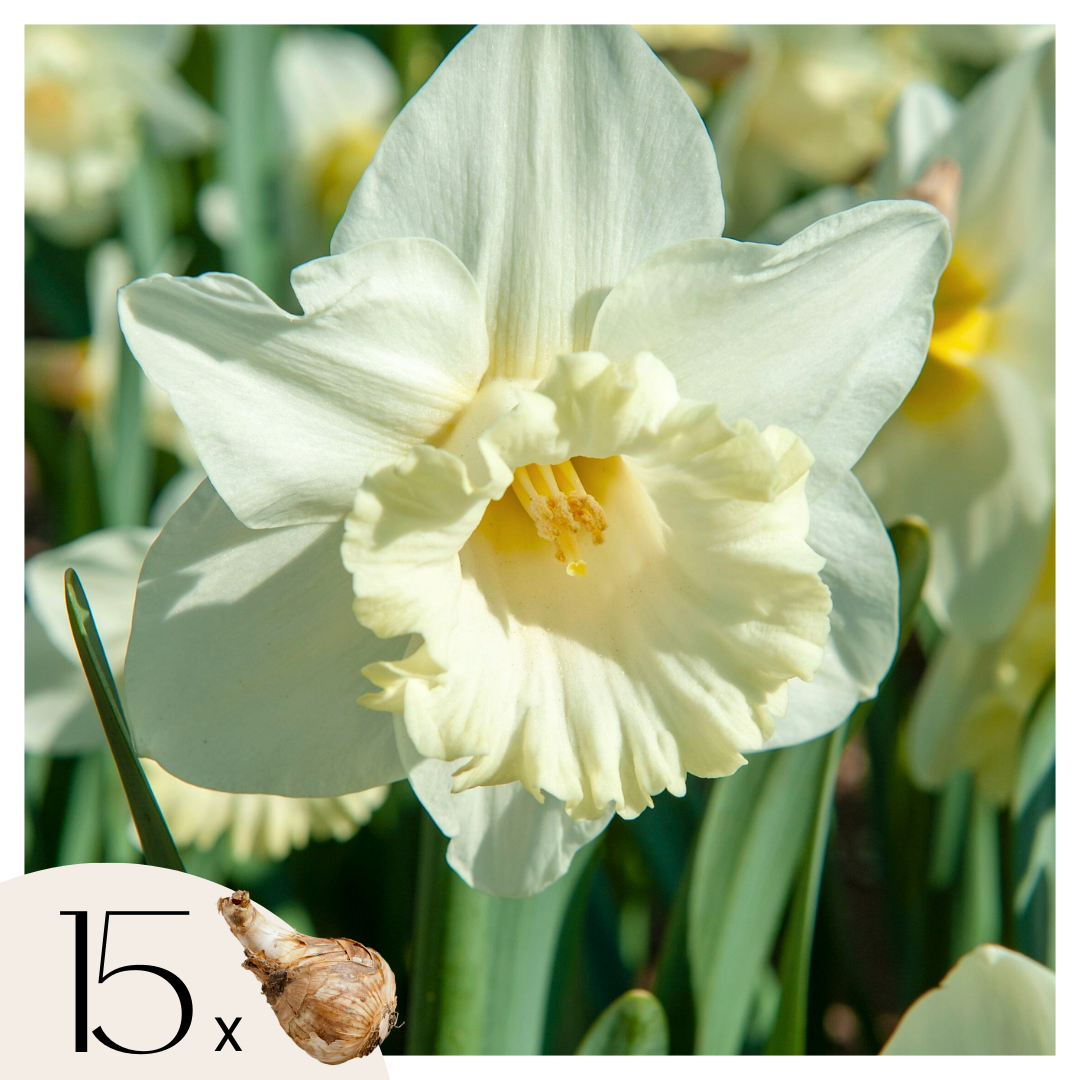 Narcissen - Set van 15 - Narcissus'Mount Hood'- Bloembollen - Geel afbeelding