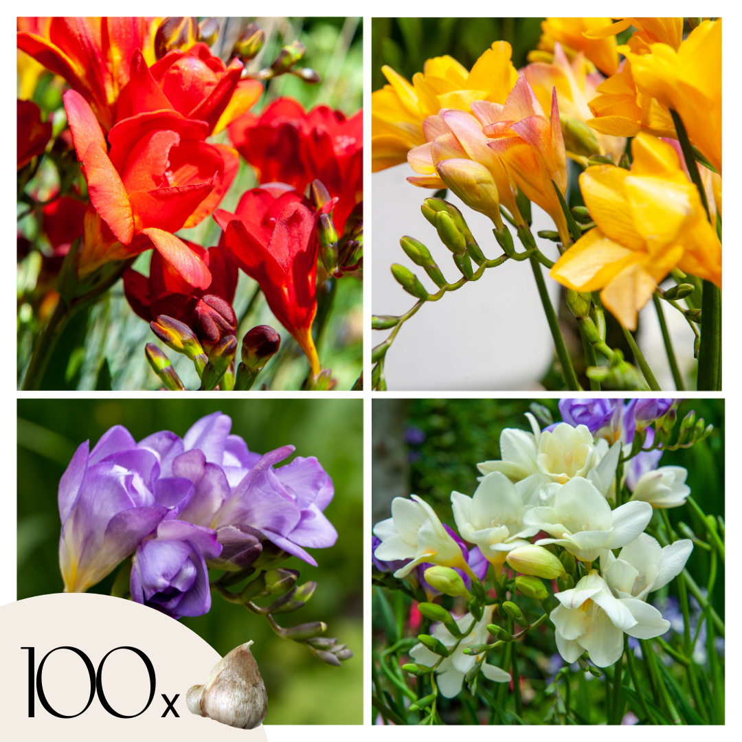 Freesia - Set van 100 - Freesia Mix - Bloembollen afbeelding