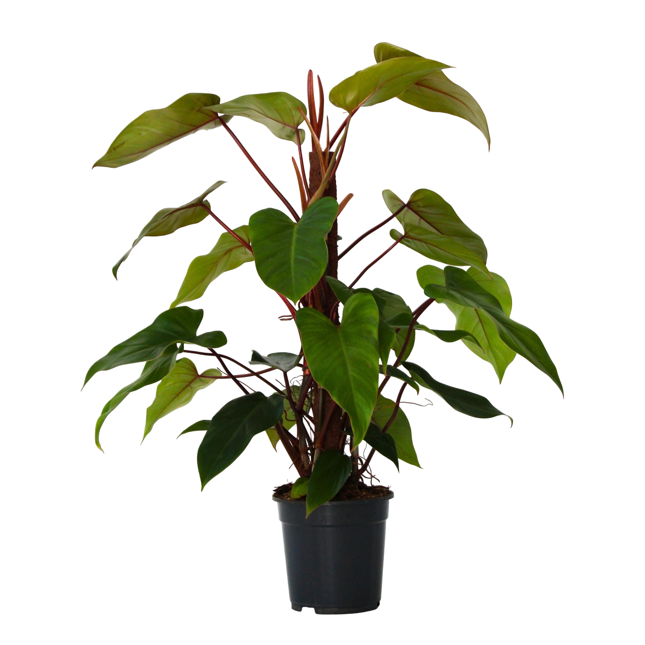 Philodendron - Philodendron'imperial red'- Hoogte 50cm -⌀19cm afbeelding