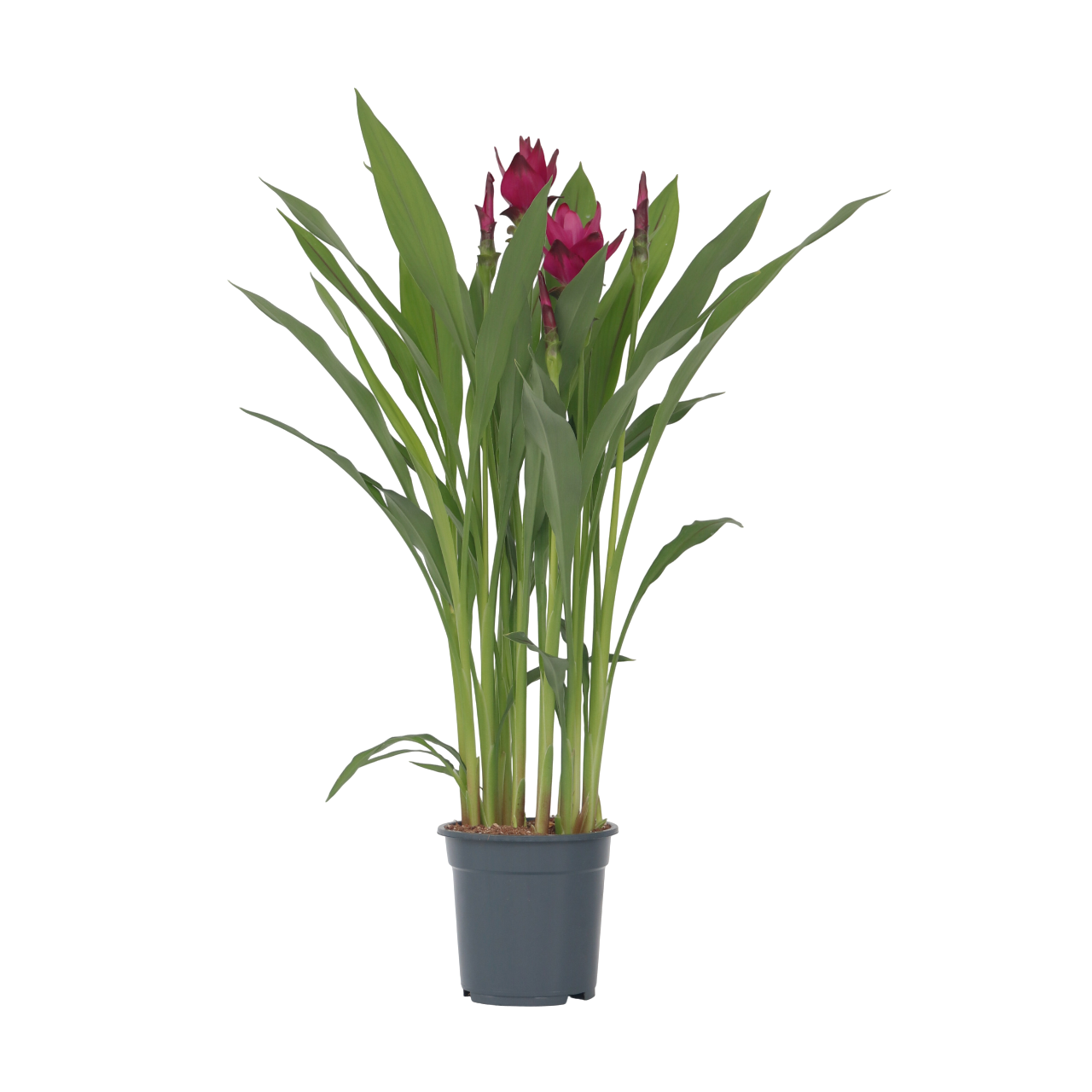 Siamese tulp - Curcuma alismatifolia - Hoogte 70-90cm -⌀19cm afbeelding