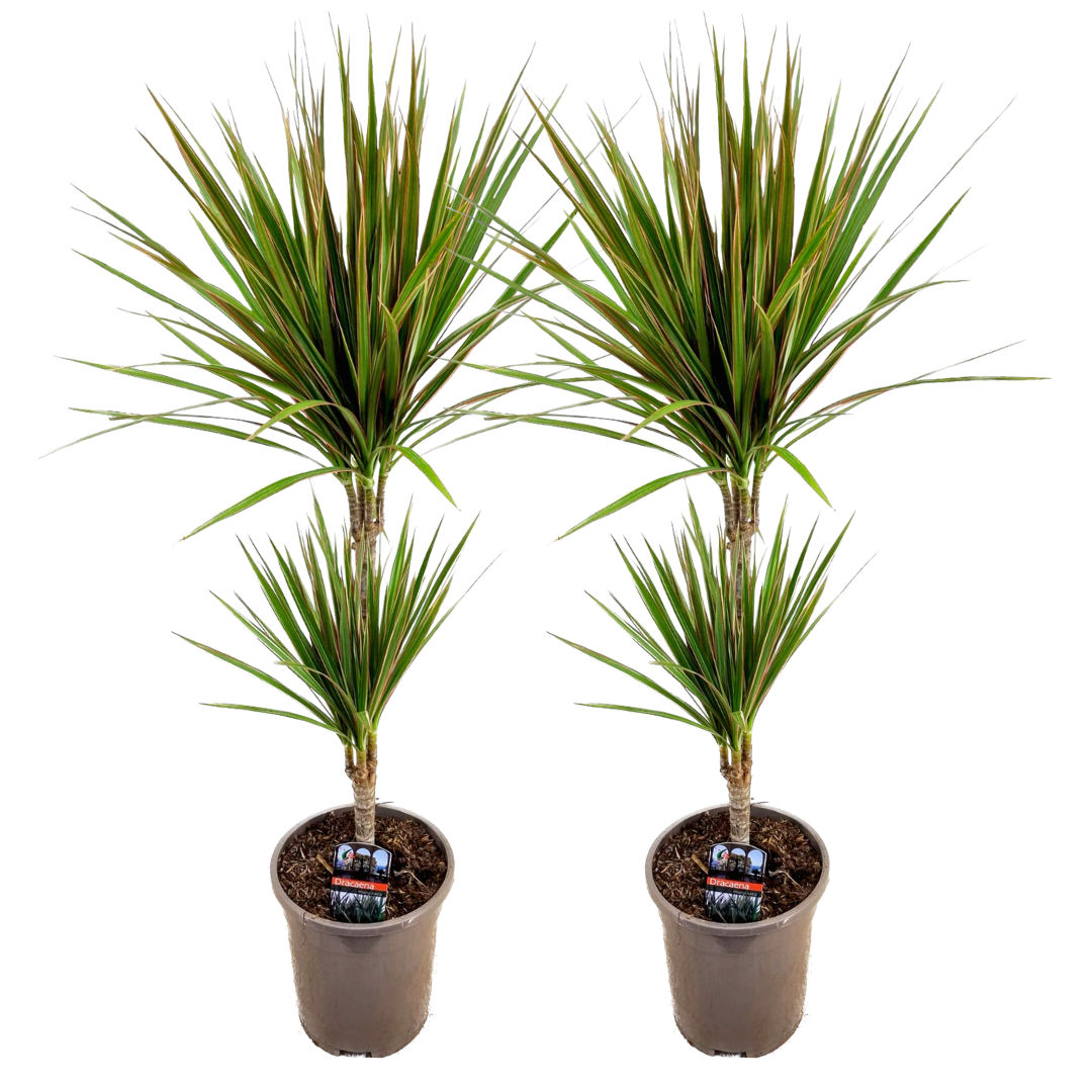 Drakenbloedboom - Set van 2 - Dracaena'Bicolor'- Hoogte 70-80cm -⌀17cm afbeelding
