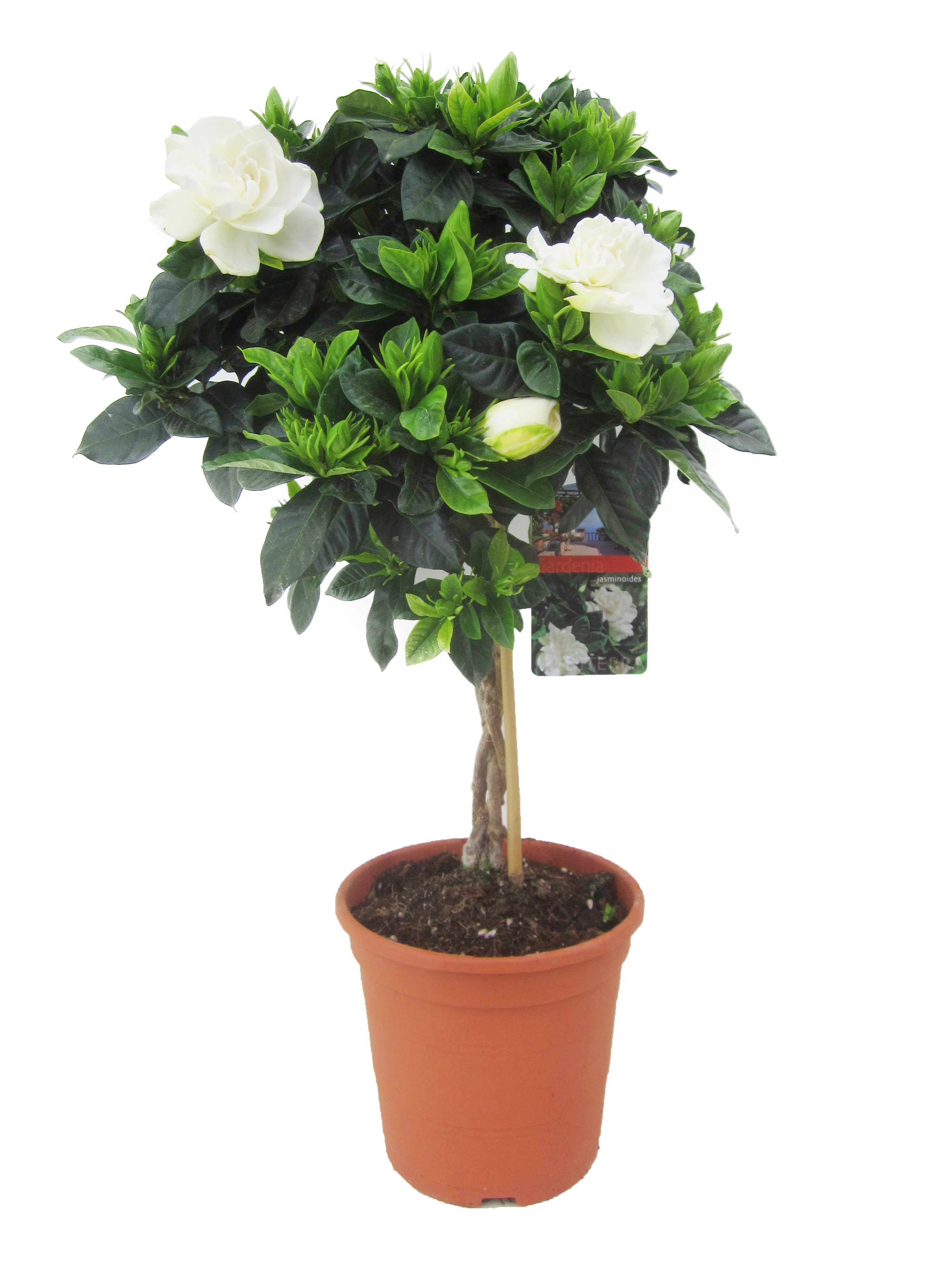 Kaapse jasmijn - Gardenia jasminoides - Hoogte 50-60cm -⌀19cm afbeelding