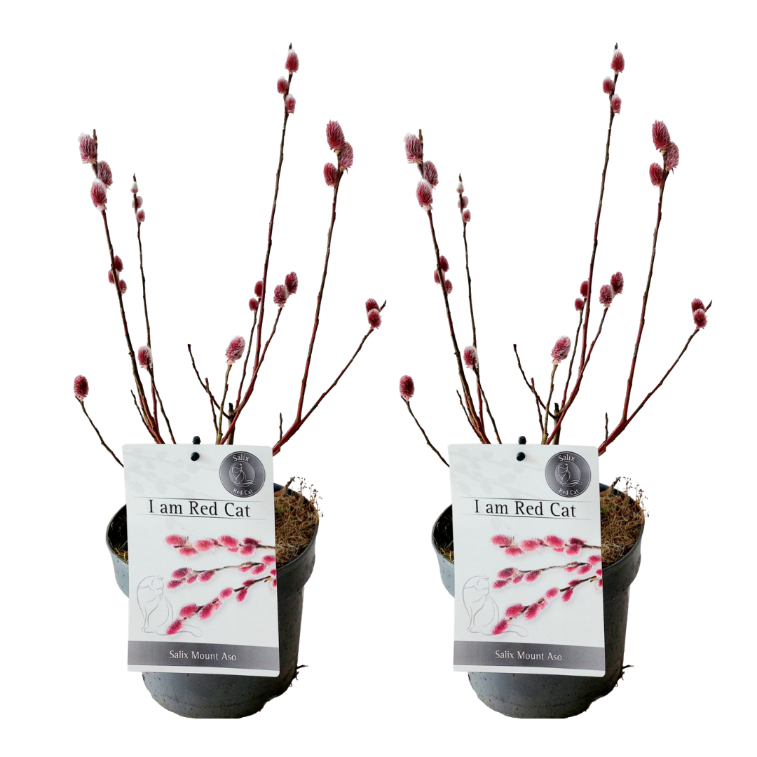 Dwergwilg - Set van 2 - Salix gracilistyla'Mount Aso'- Hoogte 40-50cm -⌀17cm afbeelding