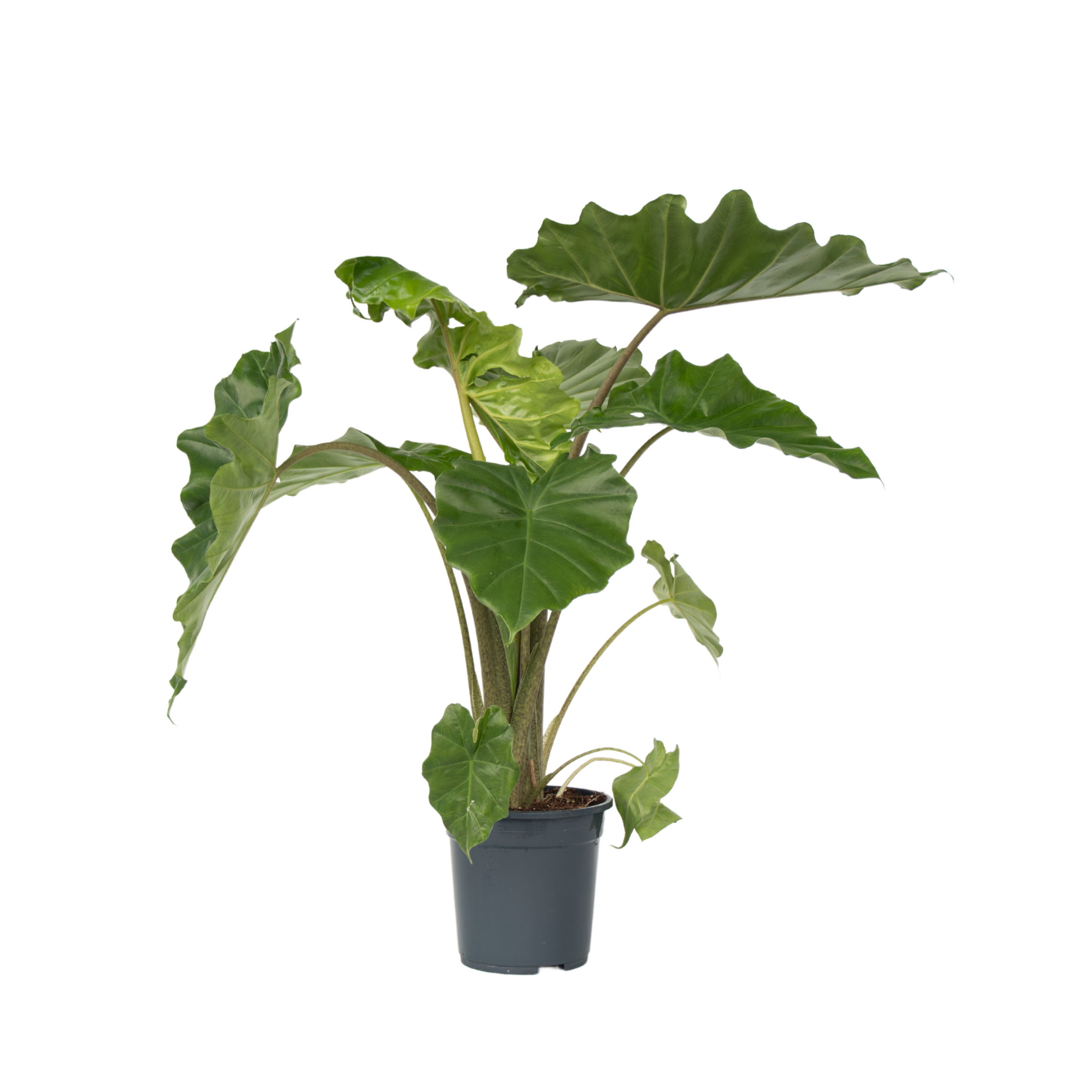 Olifantsoor - Alocasia Portodora - Hoogte 80-90cm -⌀21cm afbeelding
