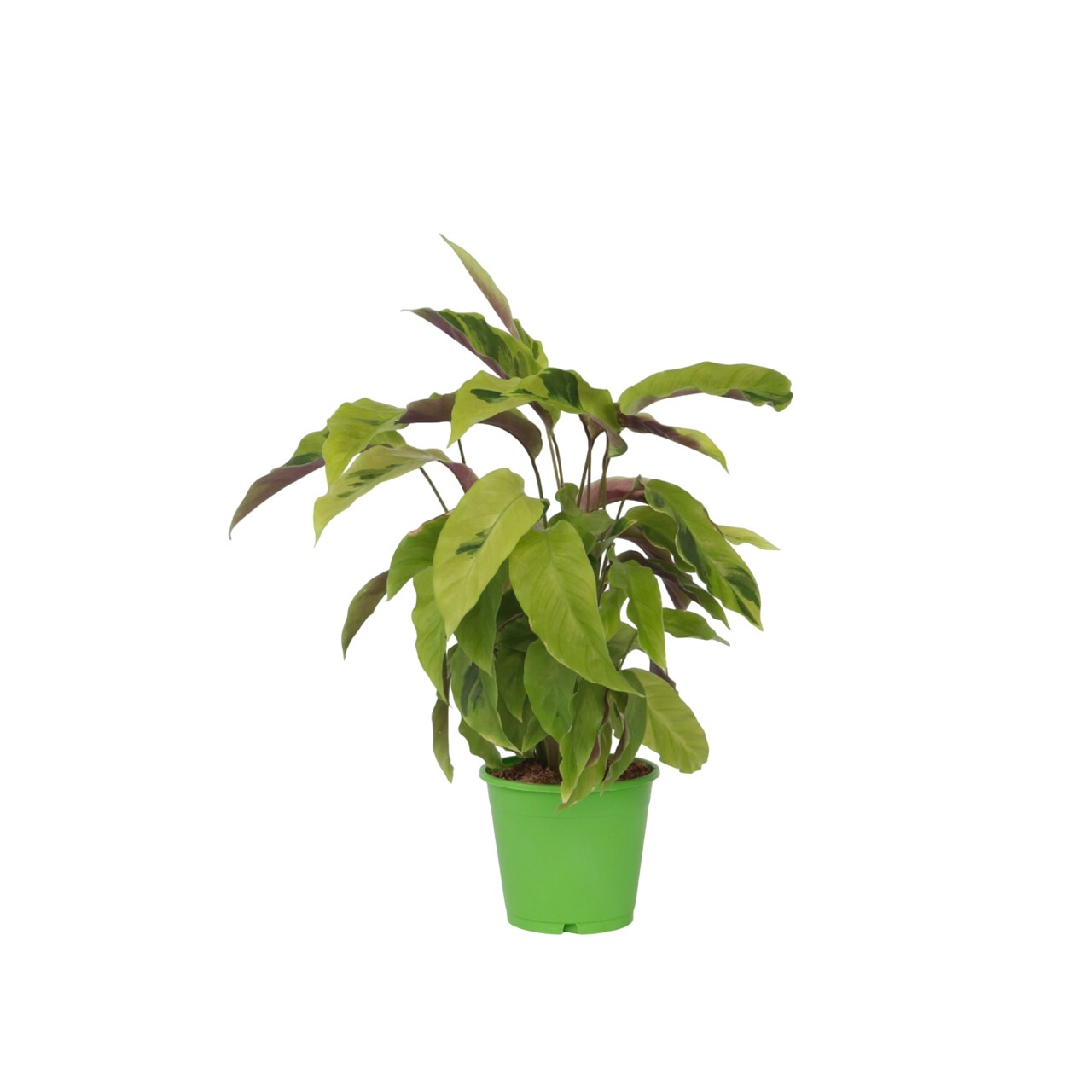 Pauwenplant - Calathea'Yellow Fusion'- Hoogte 30-40cm -⌀14cm afbeelding