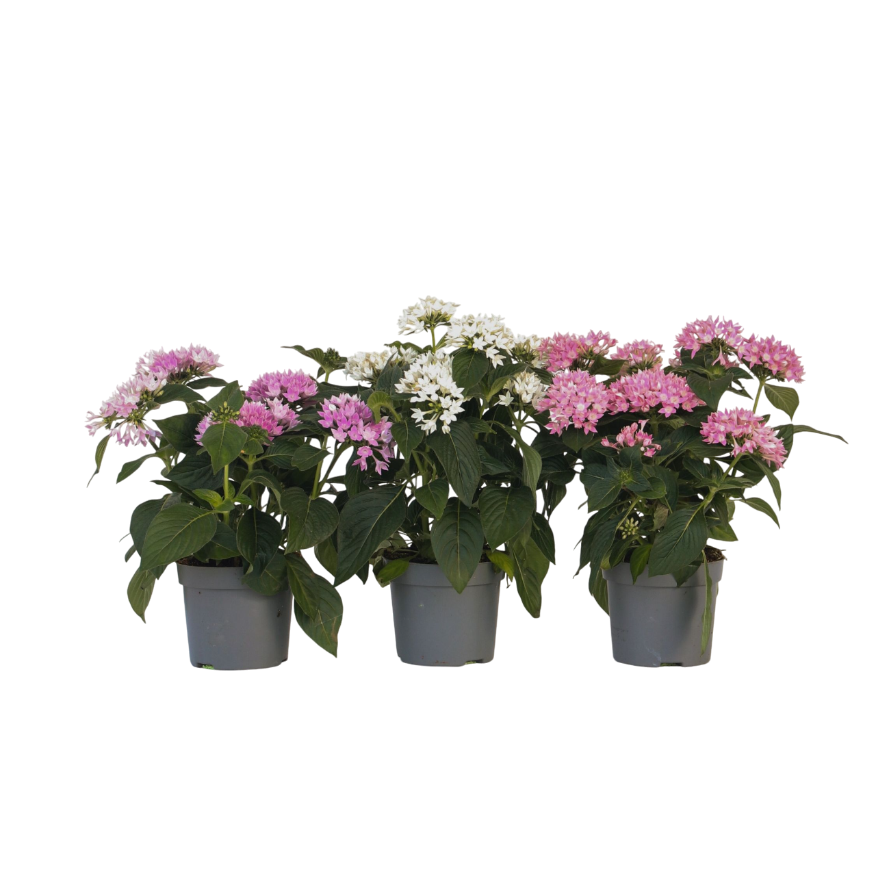 Egyptische sterbloem - Set van 3 - Pentas lanceolata - Hoogte 25-45cm -⌀13cm afbeelding