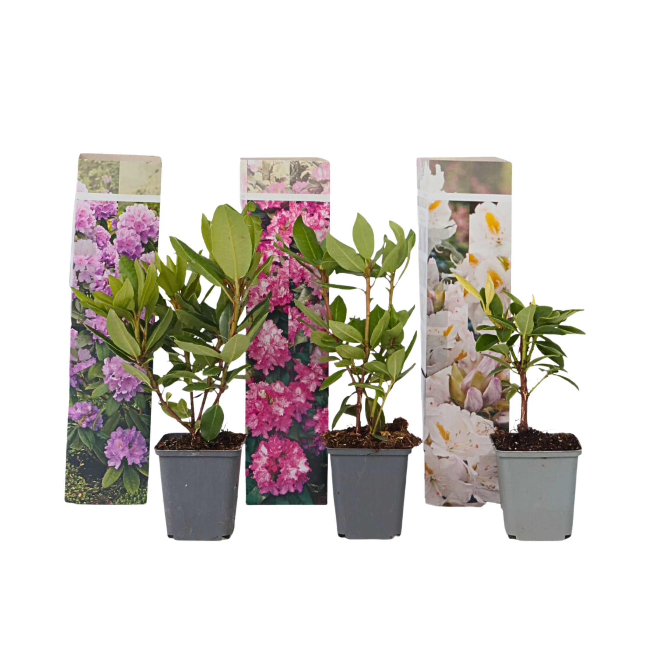 Rhododendrons - Set van 3 - Rhododendron catawbiense - Hoogte 25-40cm -⌀9cm afbeelding