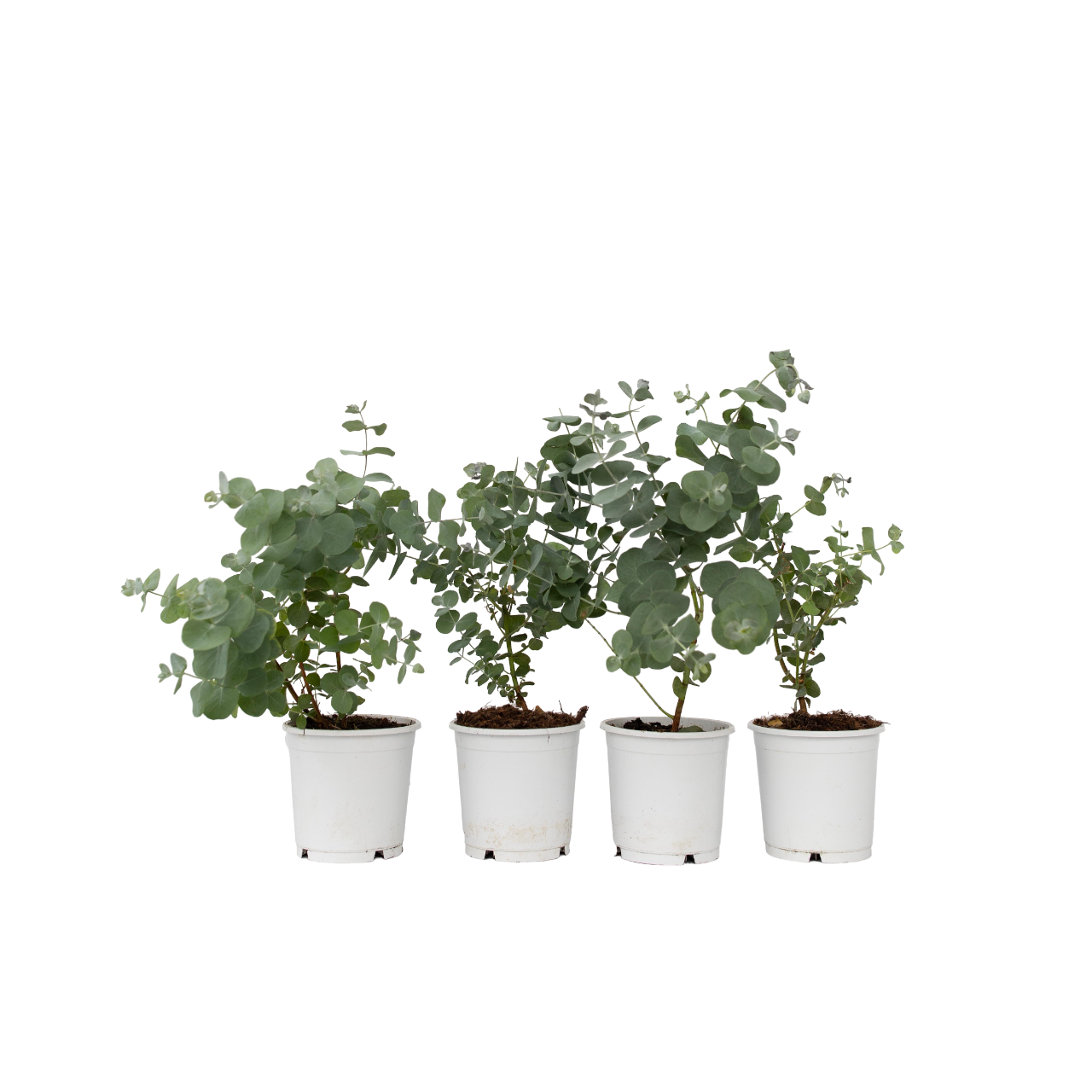 Gomboom - Set van 6 - Eucalyptus'Pulverulenta'- Hoogte 25-40cm -⌀12cm afbeelding
