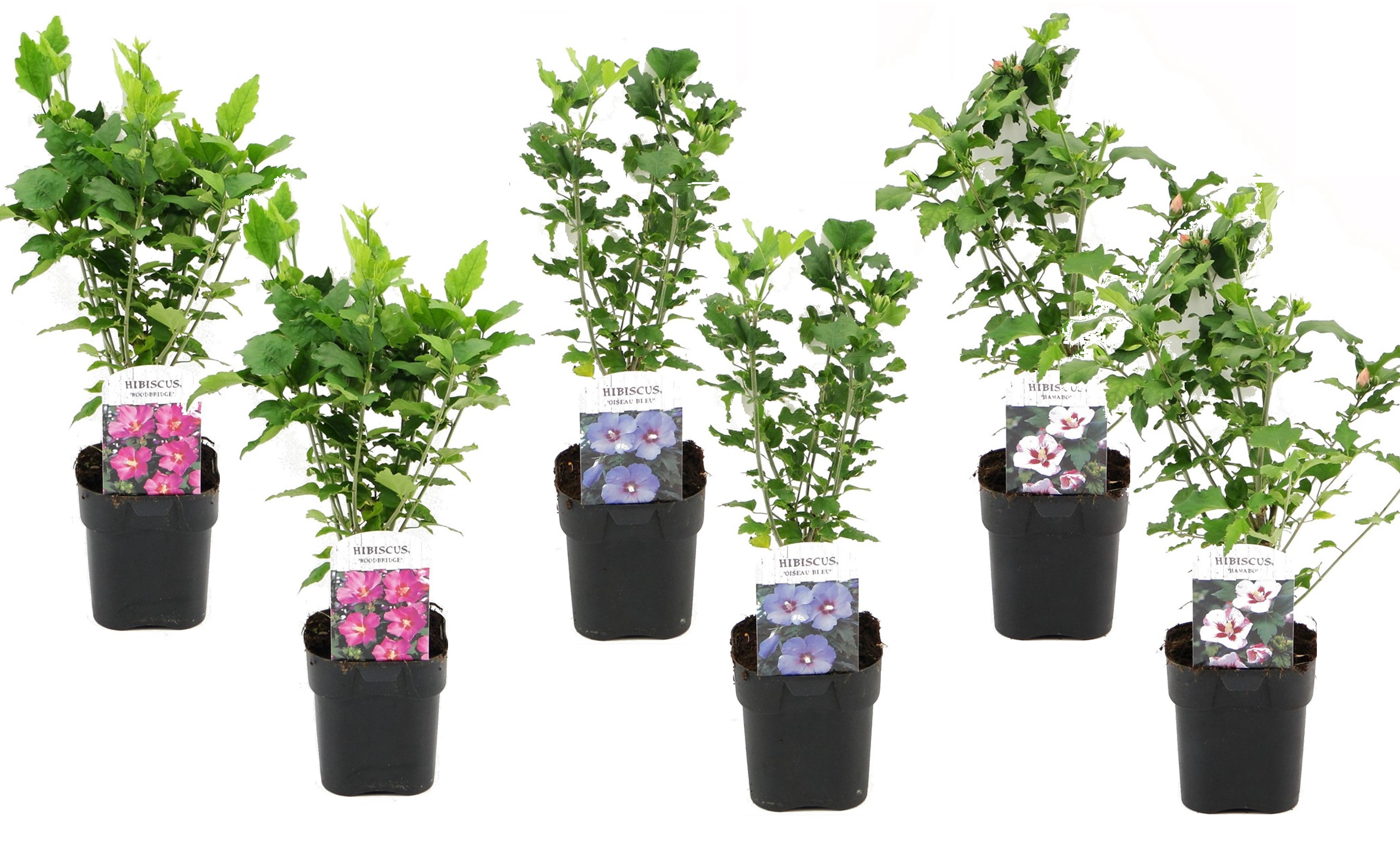 Altheastruiken - Set van 6 - Hibiscus syriacus - Hoogte 25-40cm -⌀17cm afbeelding