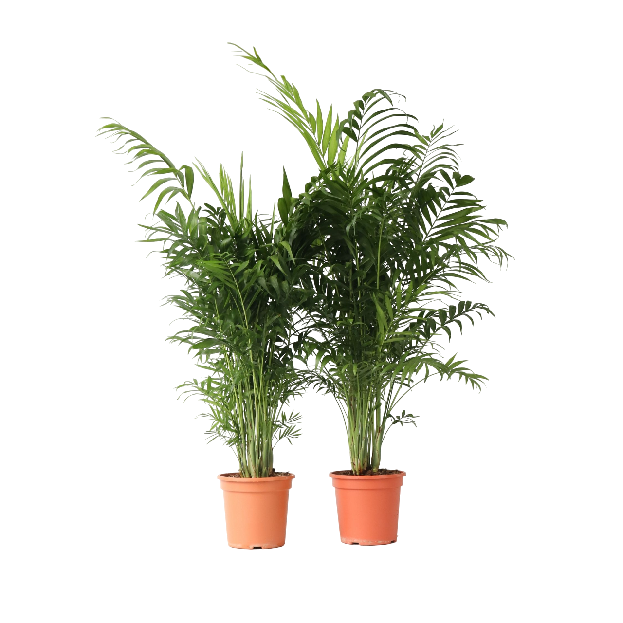 Dwergpalm - Set van 2 - Chamaedorea elegans - Hoogte 80-90cm -⌀20cm afbeelding