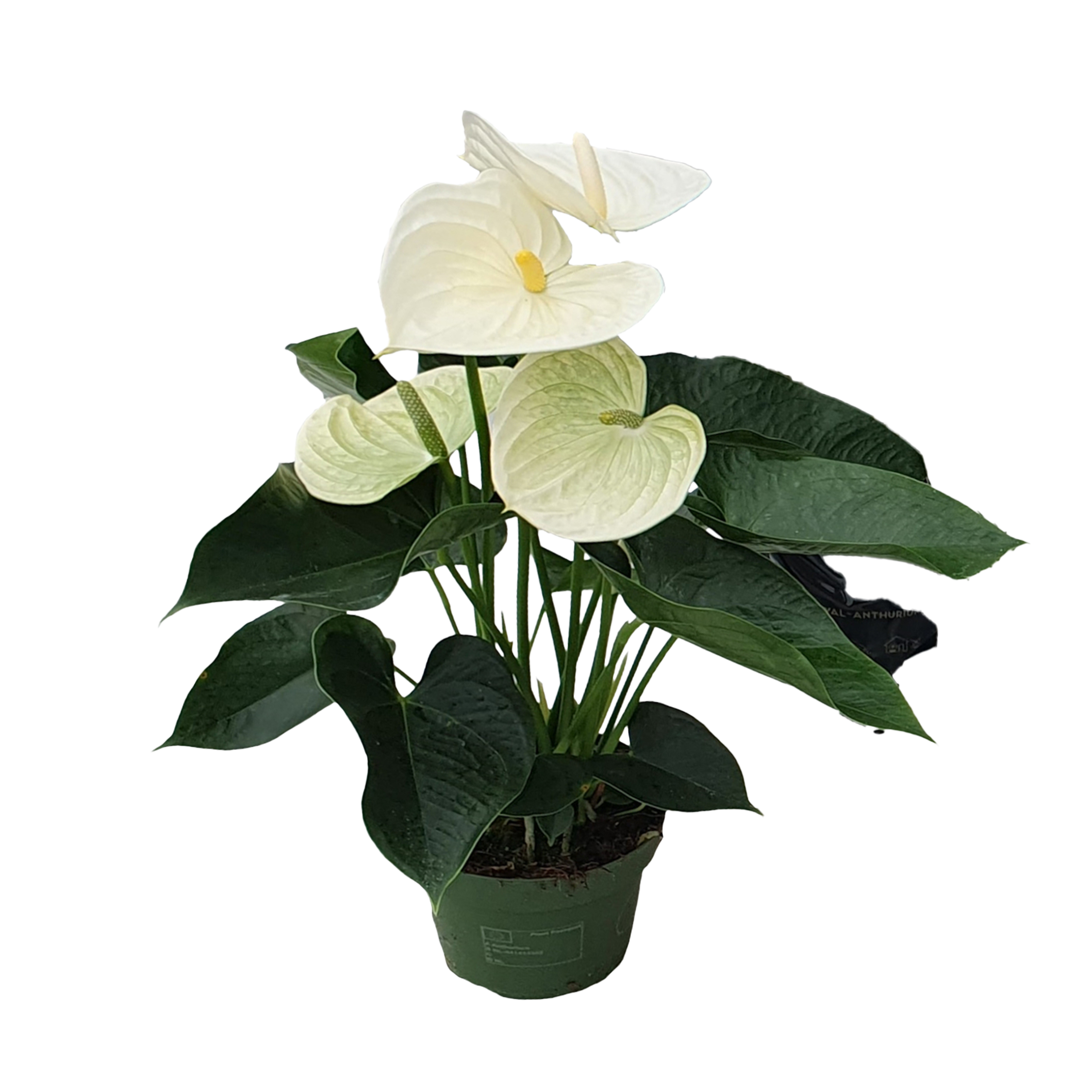 Flamingoplant - Anthurium'Alpine White'- Hoogte 40-55cm -ø14cm afbeelding