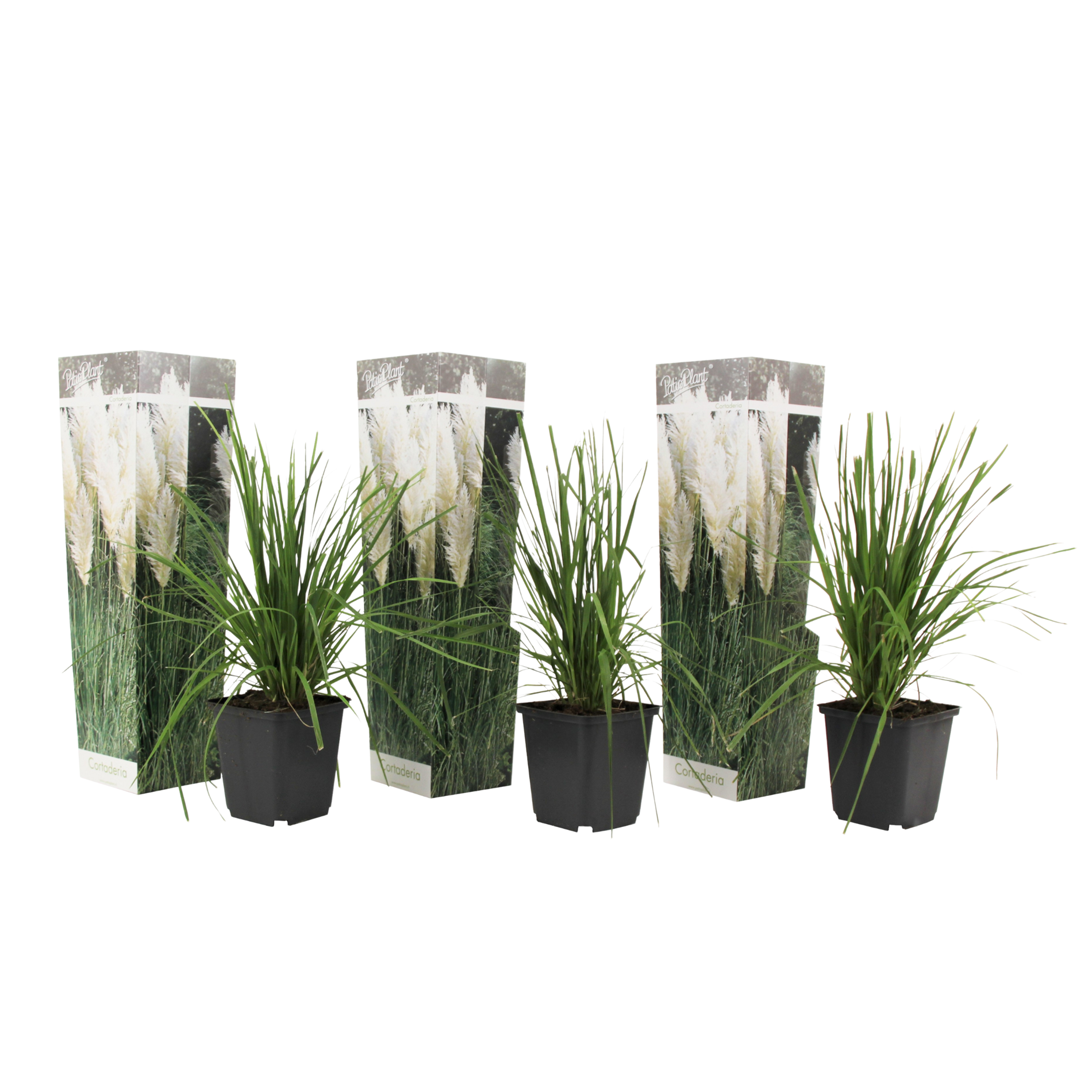 Pampasgras - Set van 3 - Cortaderia selloana - Hoogte 25-40cm -⌀9cm afbeelding