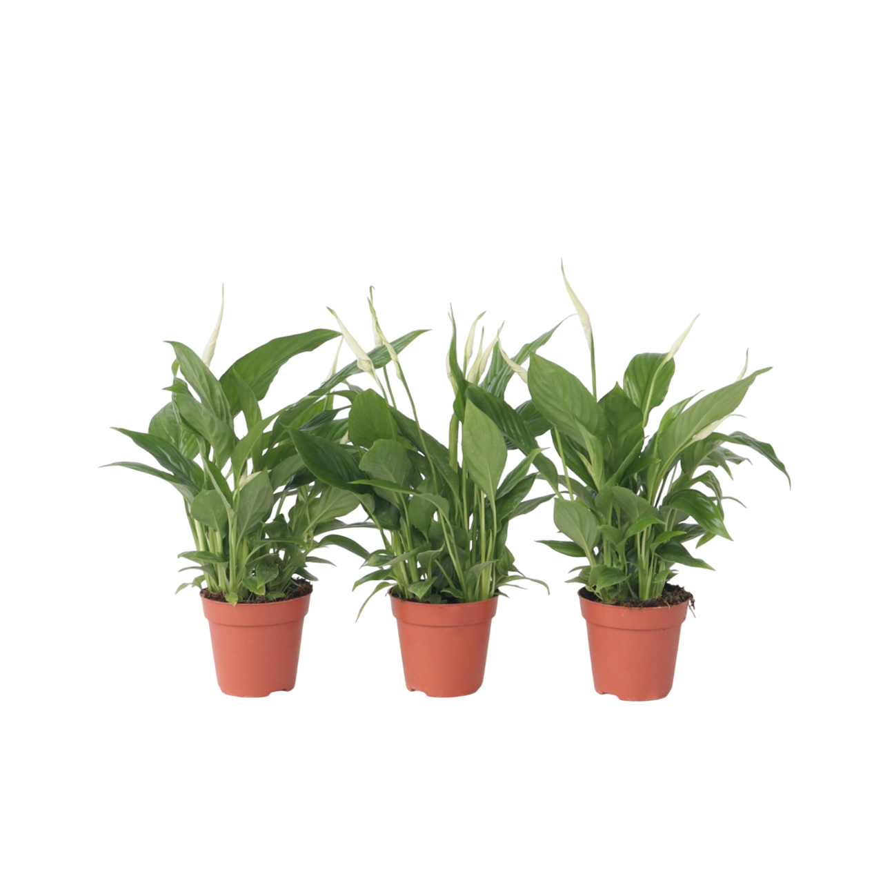 Lepelplant - Set van 3 - Spathiphyllum'Torelli'- Hoogte 30-45cm -⌀12cm afbeelding