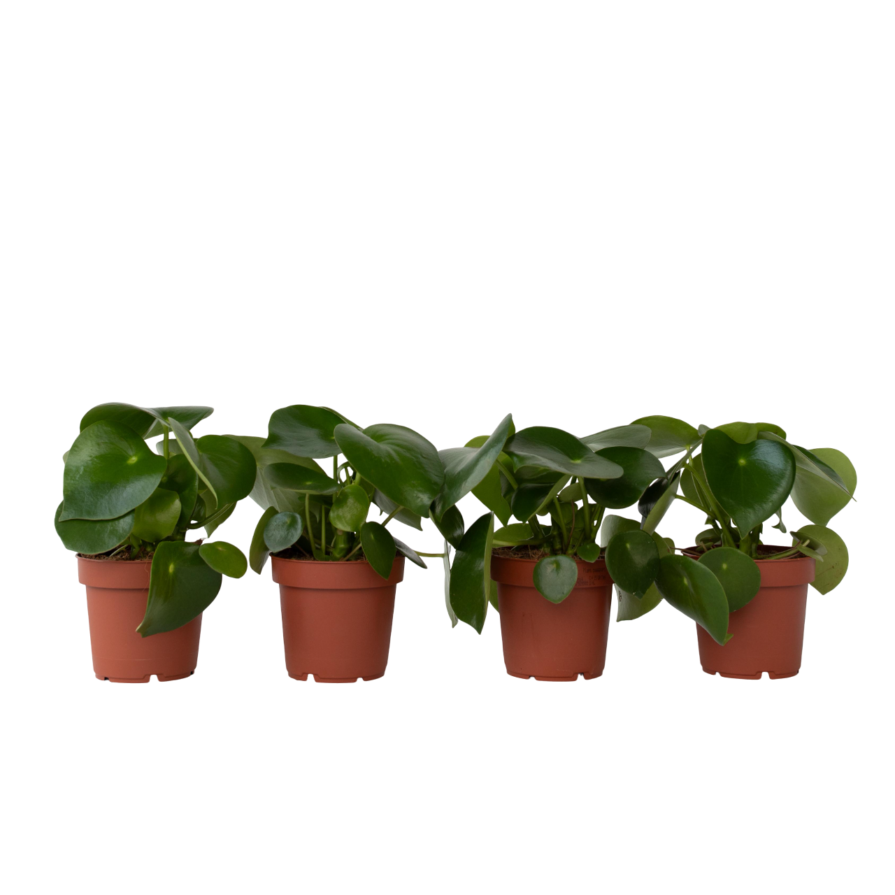 Regendruppelplant - Set van 4 - Peperomia polybotrya - Hoogte 20-30cm -⌀12cm afbeelding
