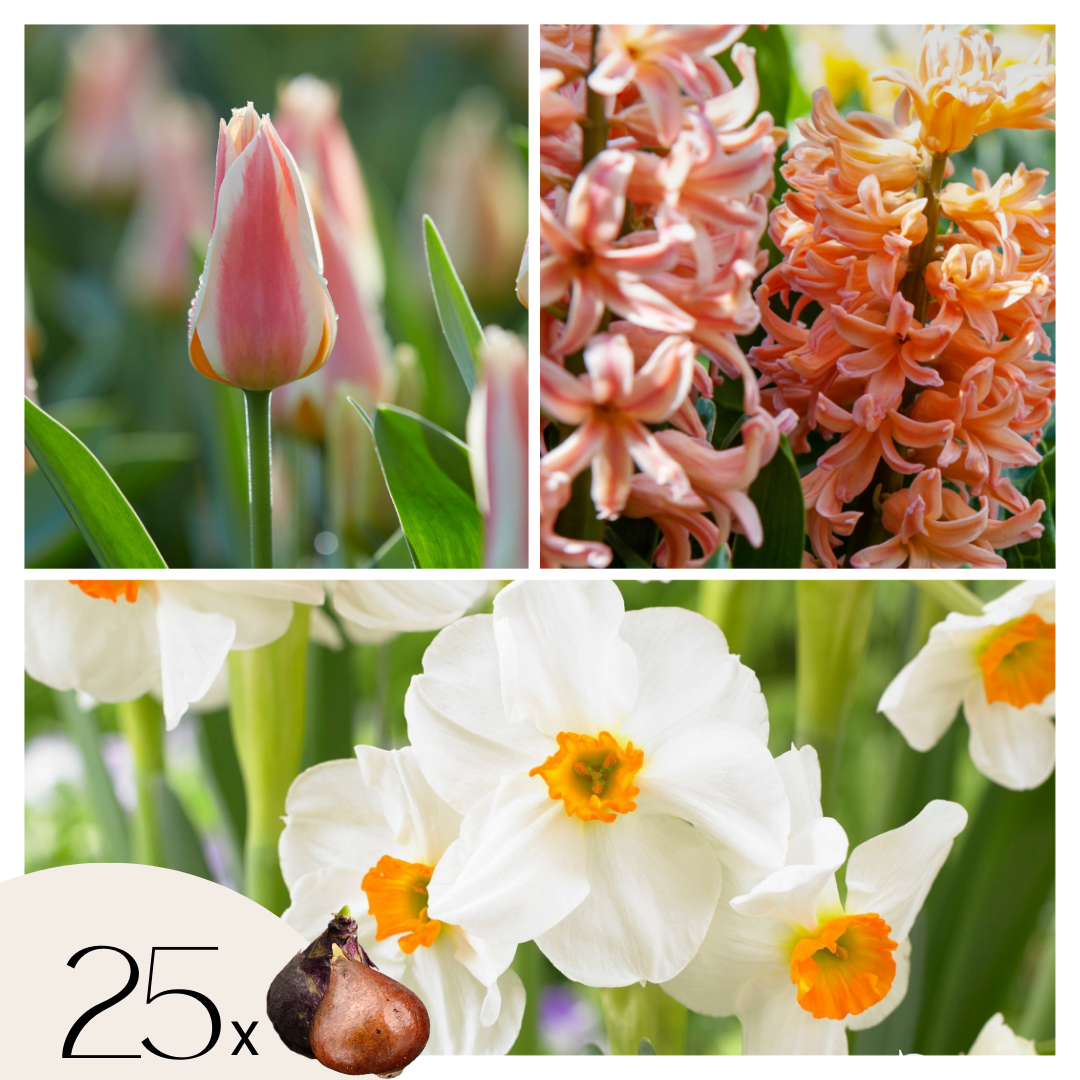 Bloembollenset - Set van 25 - Narcissus, Tulipa, Hyacinthus - Bloembollen afbeelding