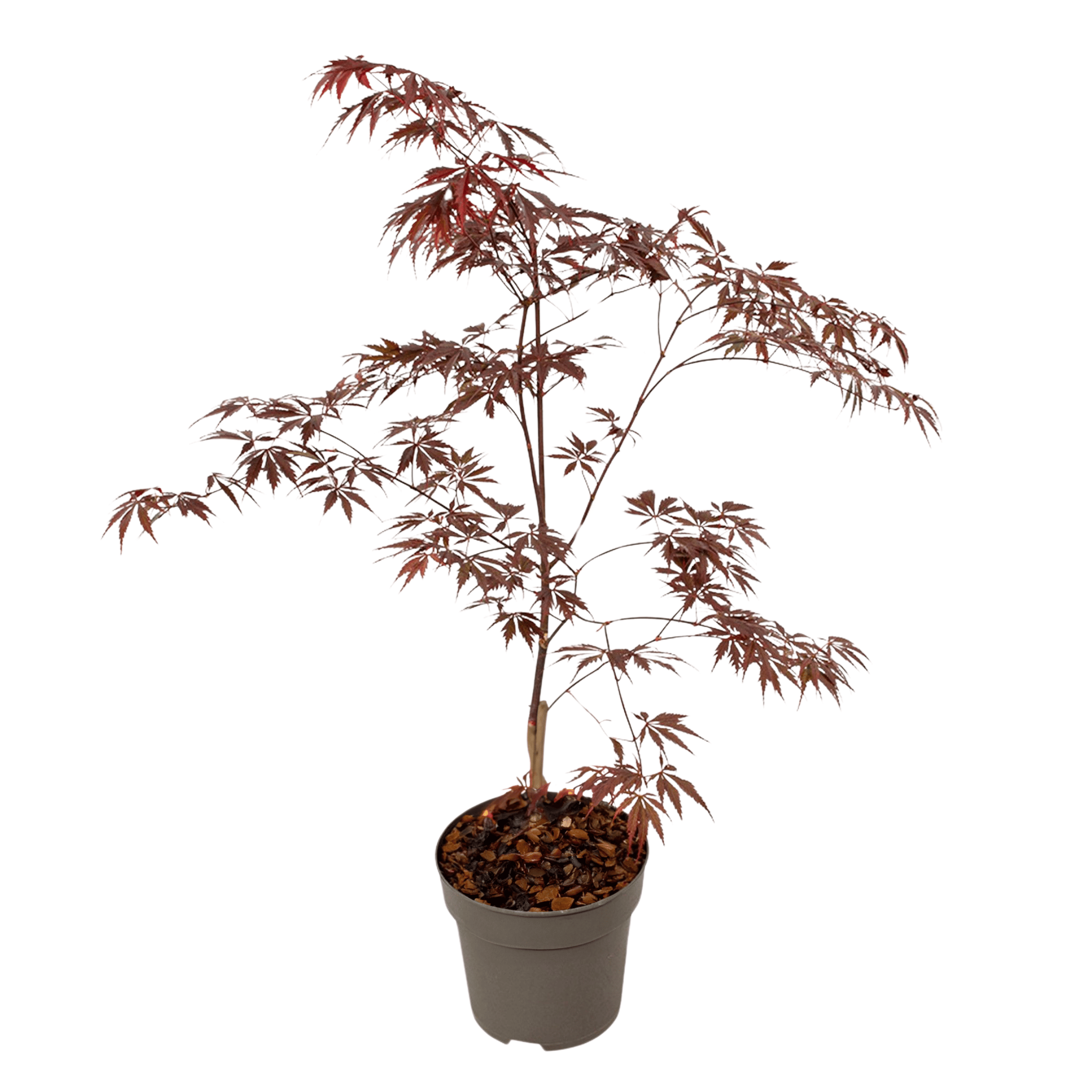 Japanse Esdoorn - Acer palmatum'Black Lace'- Hoogte 60-70cm -⌀19cm afbeelding