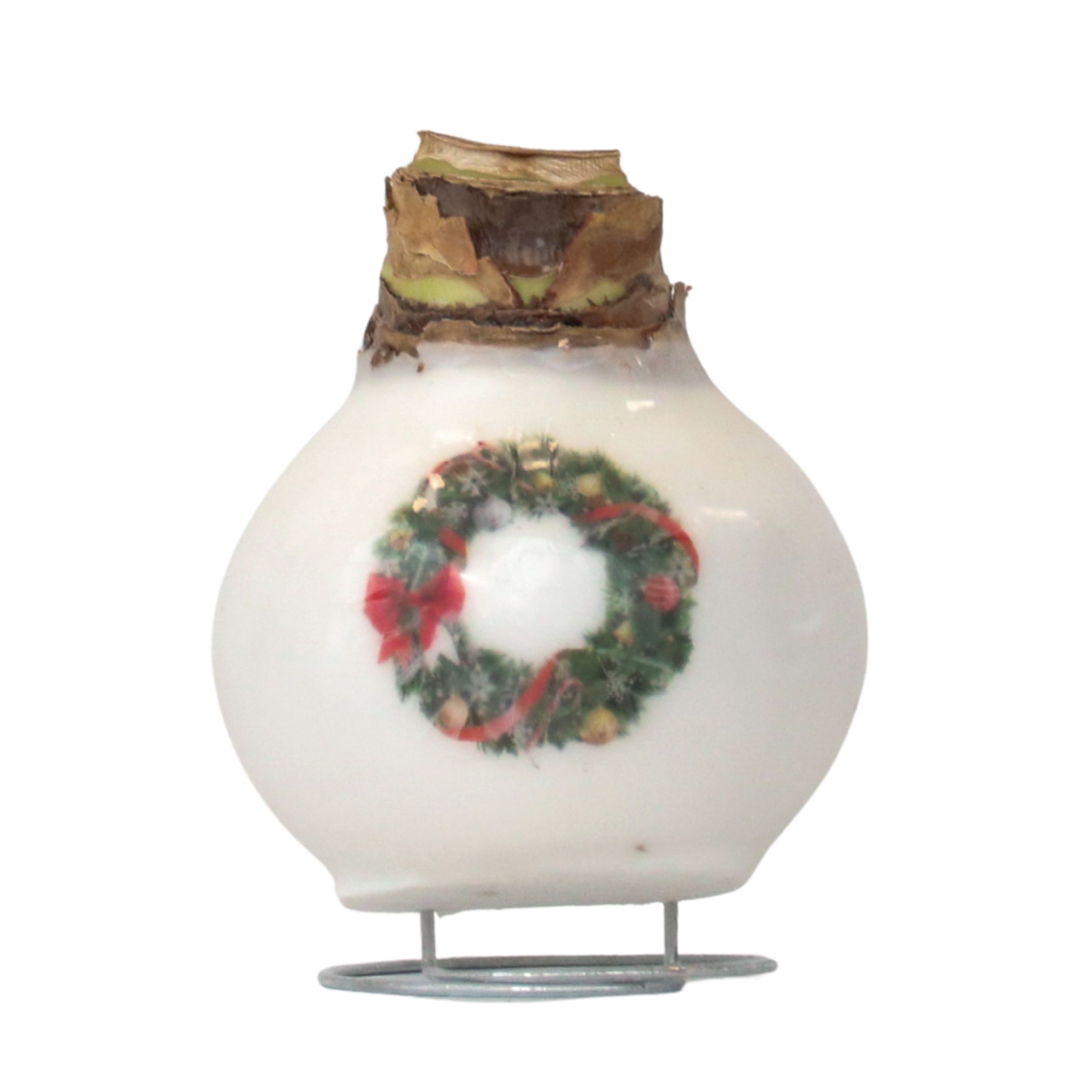 Amarylis - Hippeastrum 'Porcelánový voskový věnec'