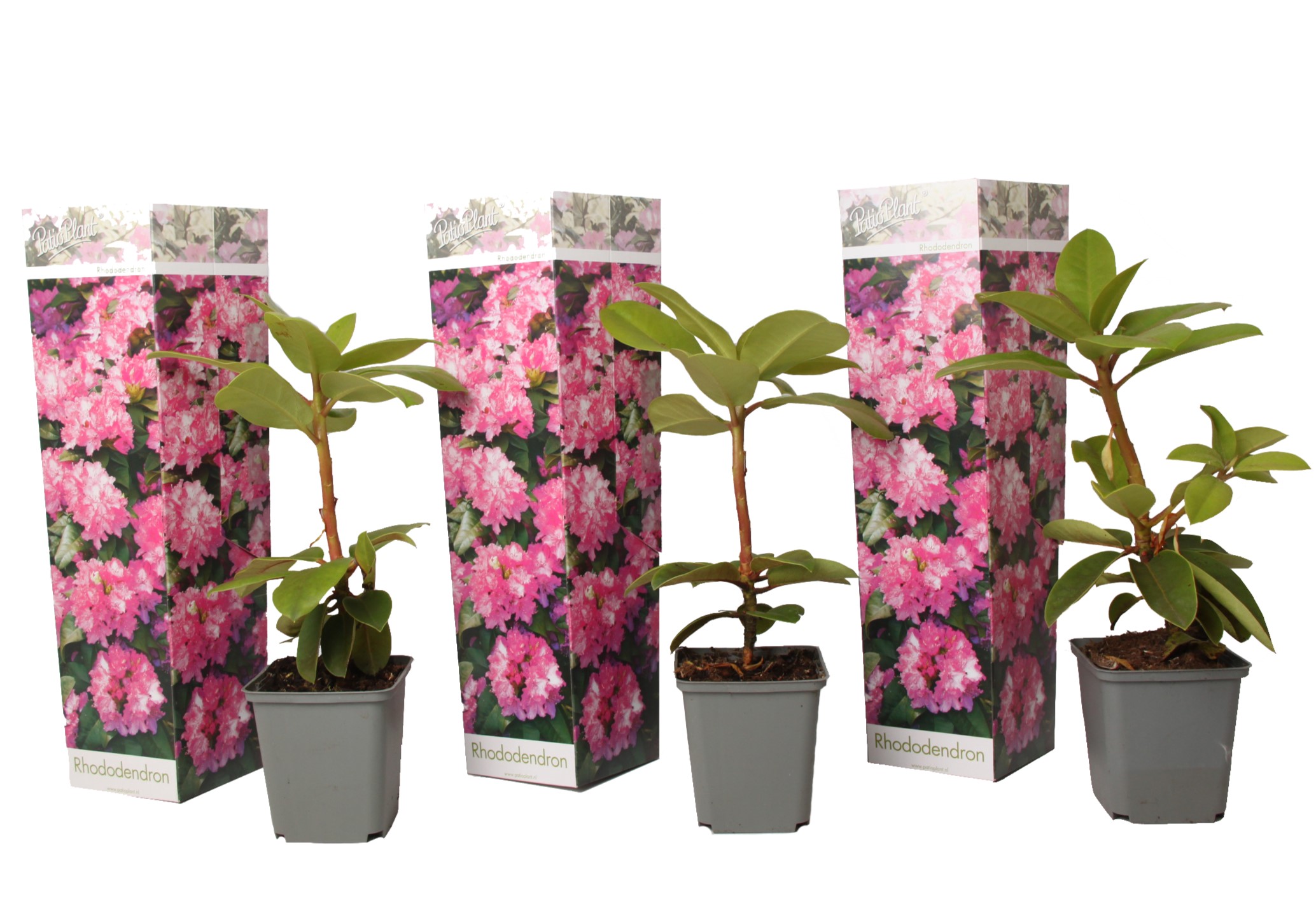 Rhododendron roze - Set van 3 - Roseum'Elegans Pink'- Hoogte 25-40cm -⌀9cm afbeelding