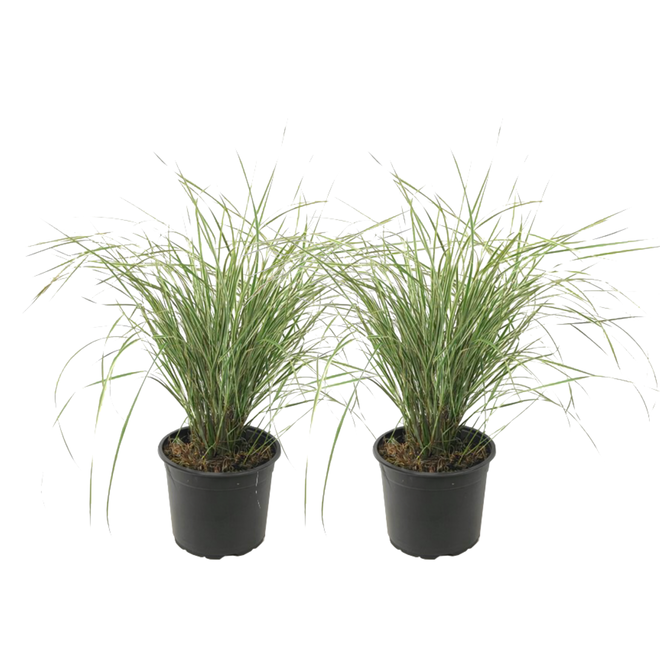 Bont struisriet - Set van 2 - Calamagrostis'Overdam'- Hoogte 20-30cm -⌀23cm afbeelding