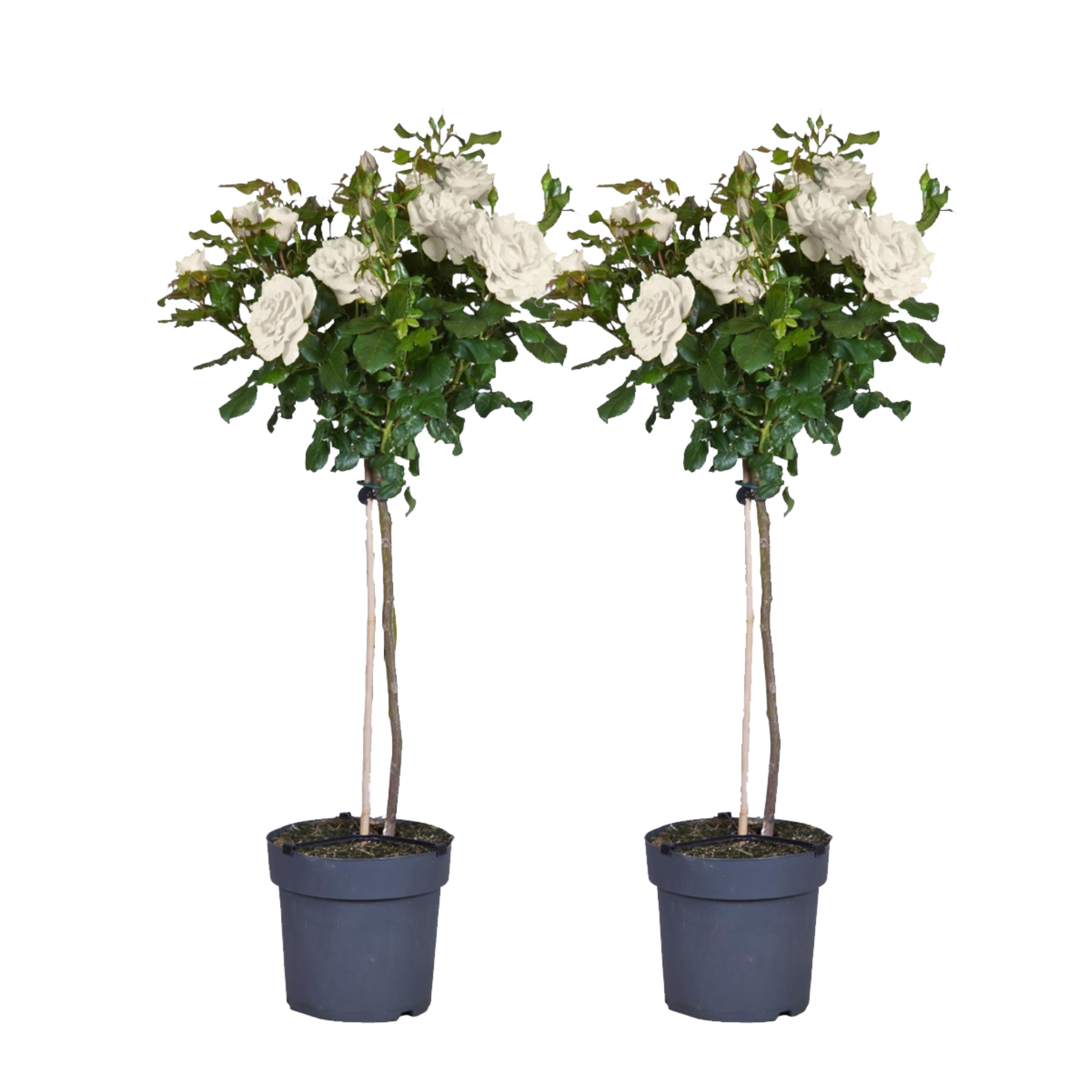 Stamroos - Set van 2 - Rosa palace‘Kailani'- Hoogte 80-100cm -⌀19cm afbeelding